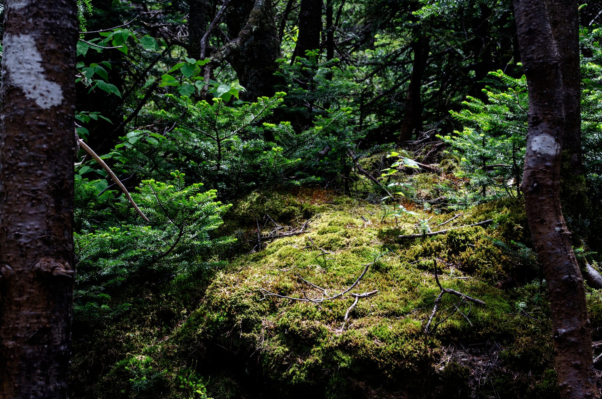 A mossy boulder rests in the green of the forest floor.