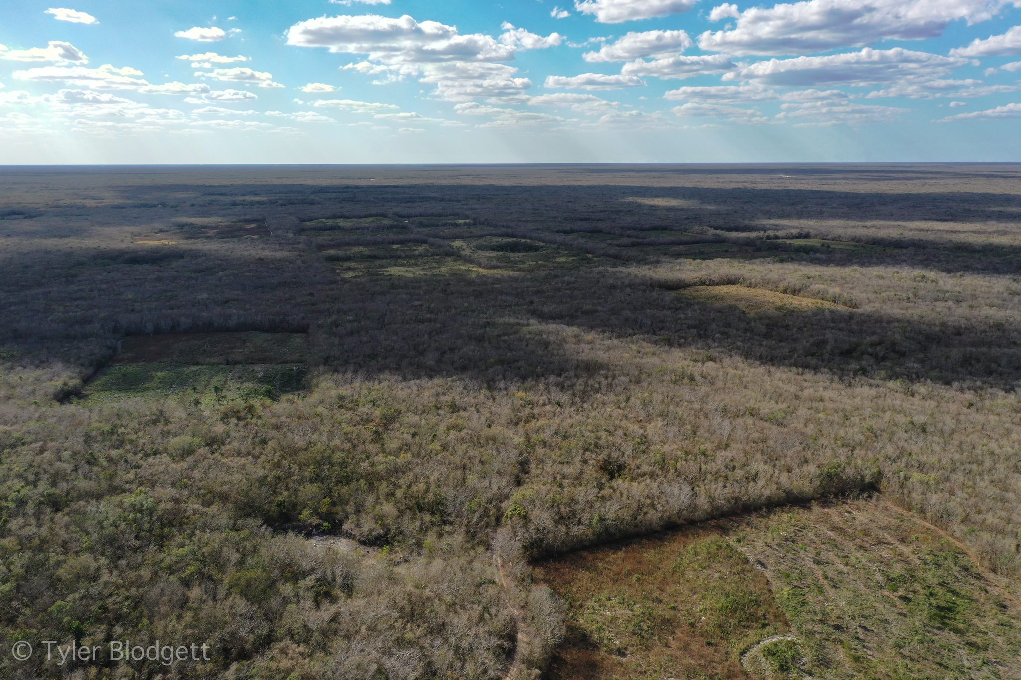Sunbeams fall across the endless green and gray of the Yucatán forest.