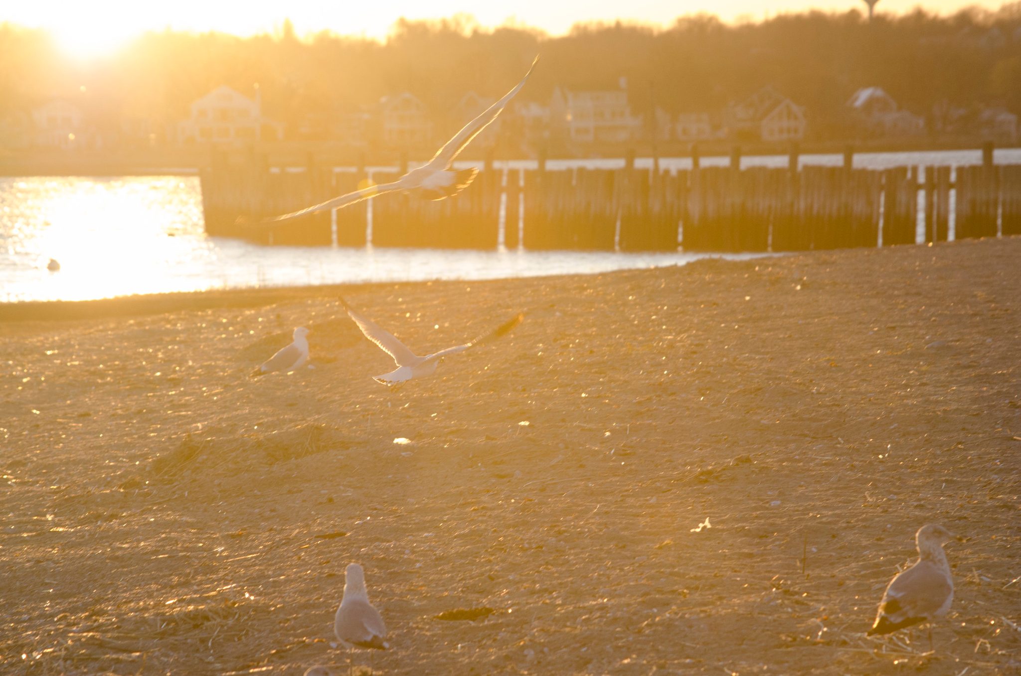 Gulls lift off the golden sand as the sun drops behind the pier.