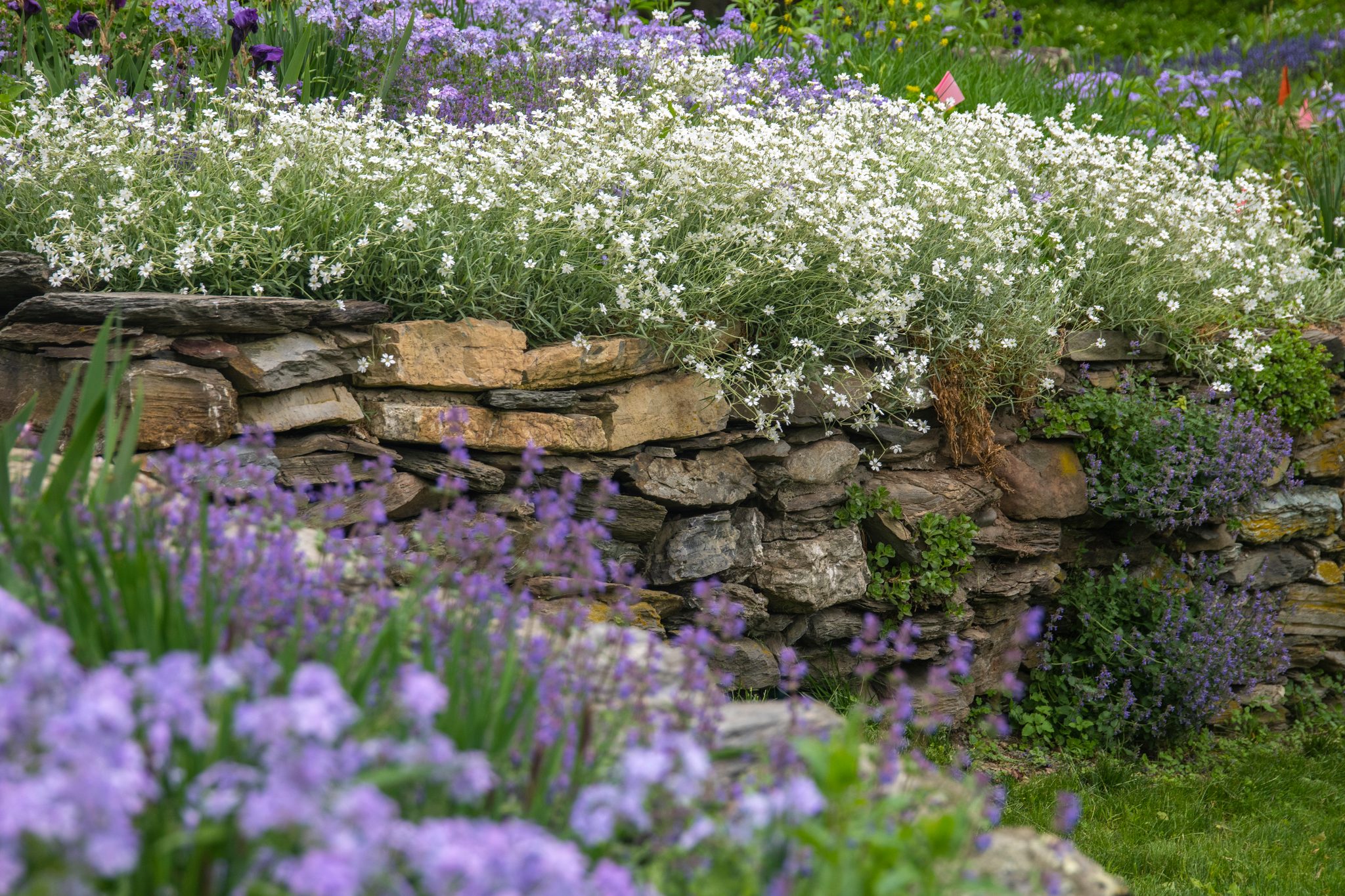 Snow-in-summer spills over a dry stone wall above a sea of phlox.