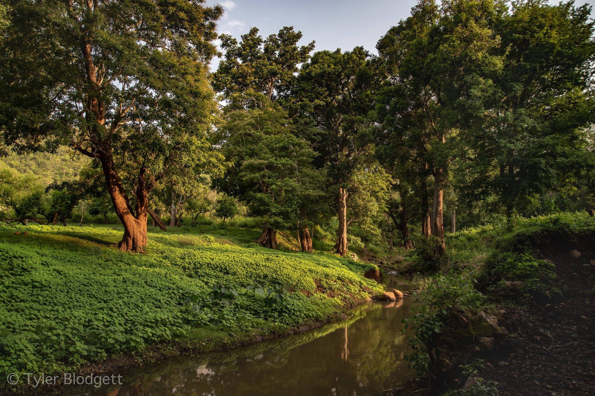 Tall trees lean over a slow stream, the grass lit by a low sun.