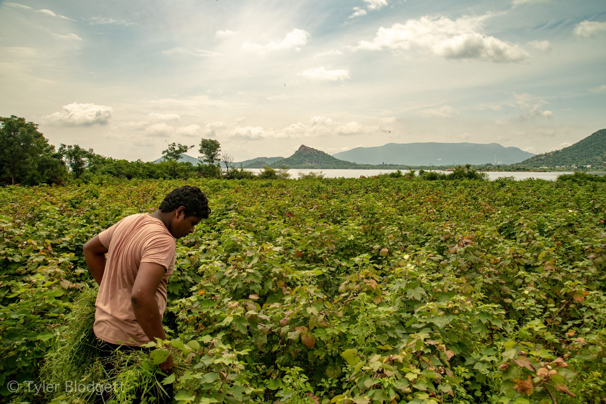 A young man cuts fodder in a sea of green, the lake behind him.