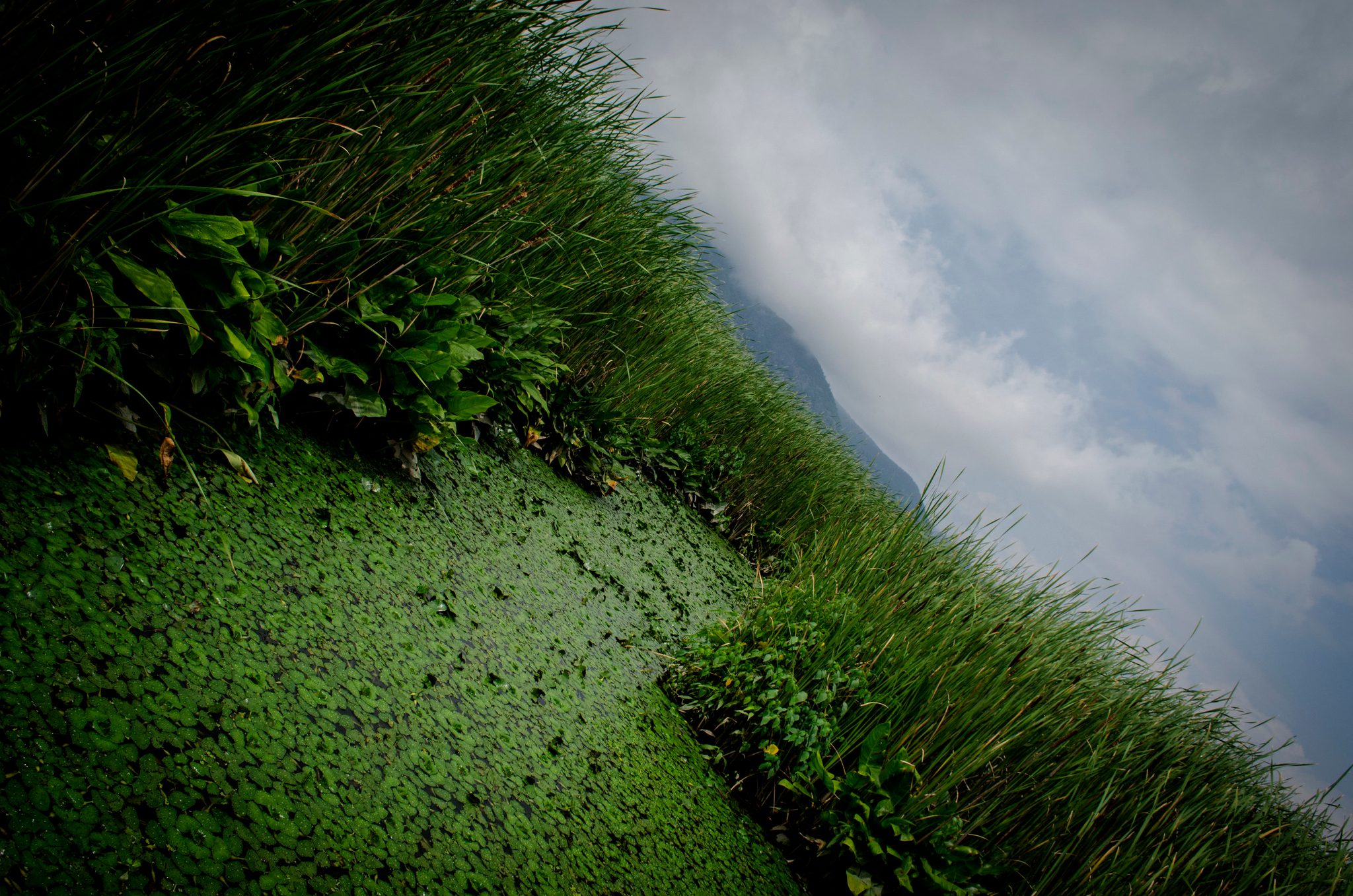 Grass leans over a pond carpeted in duckweed.