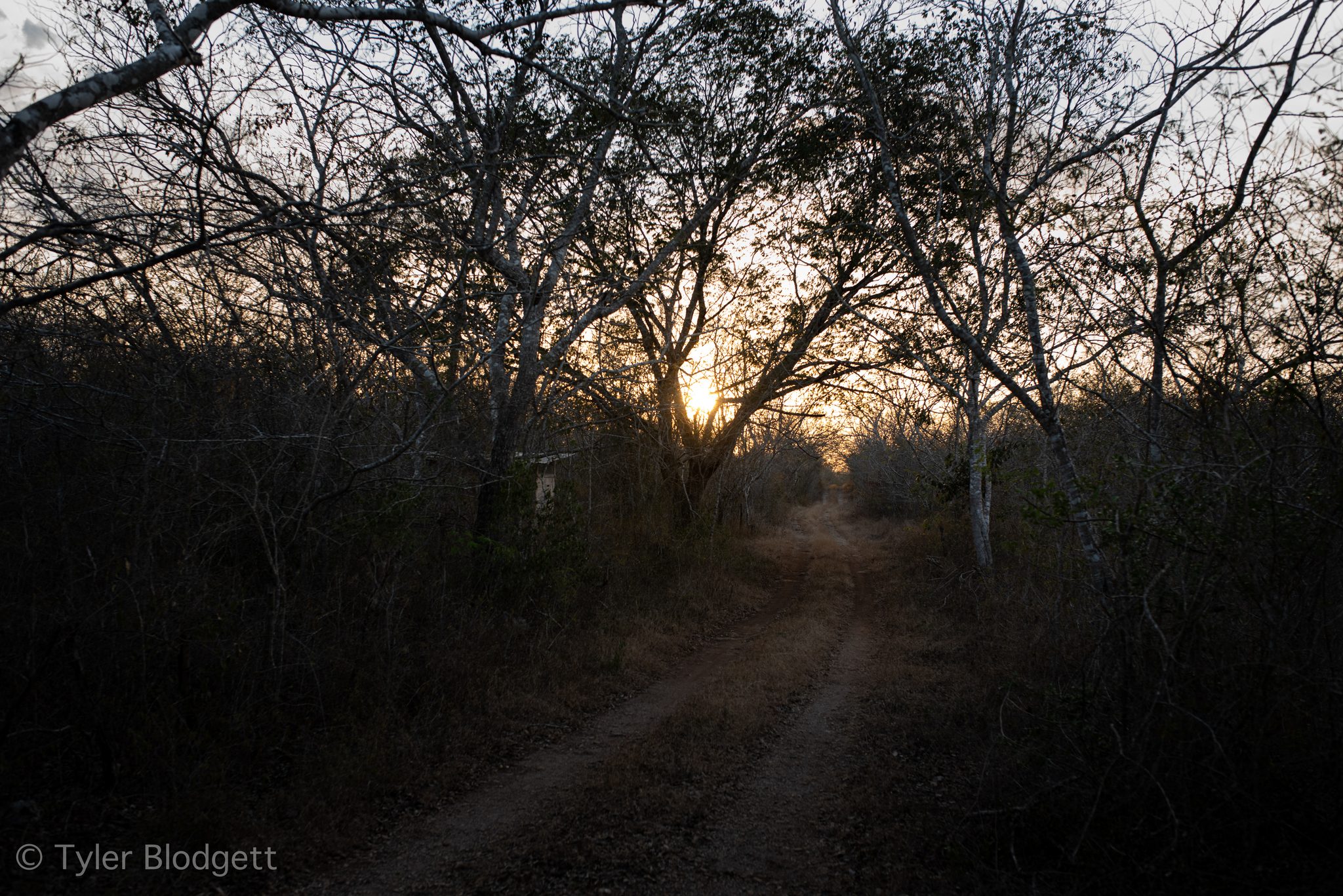 A dirt road disappears into the dry forest at dusk.