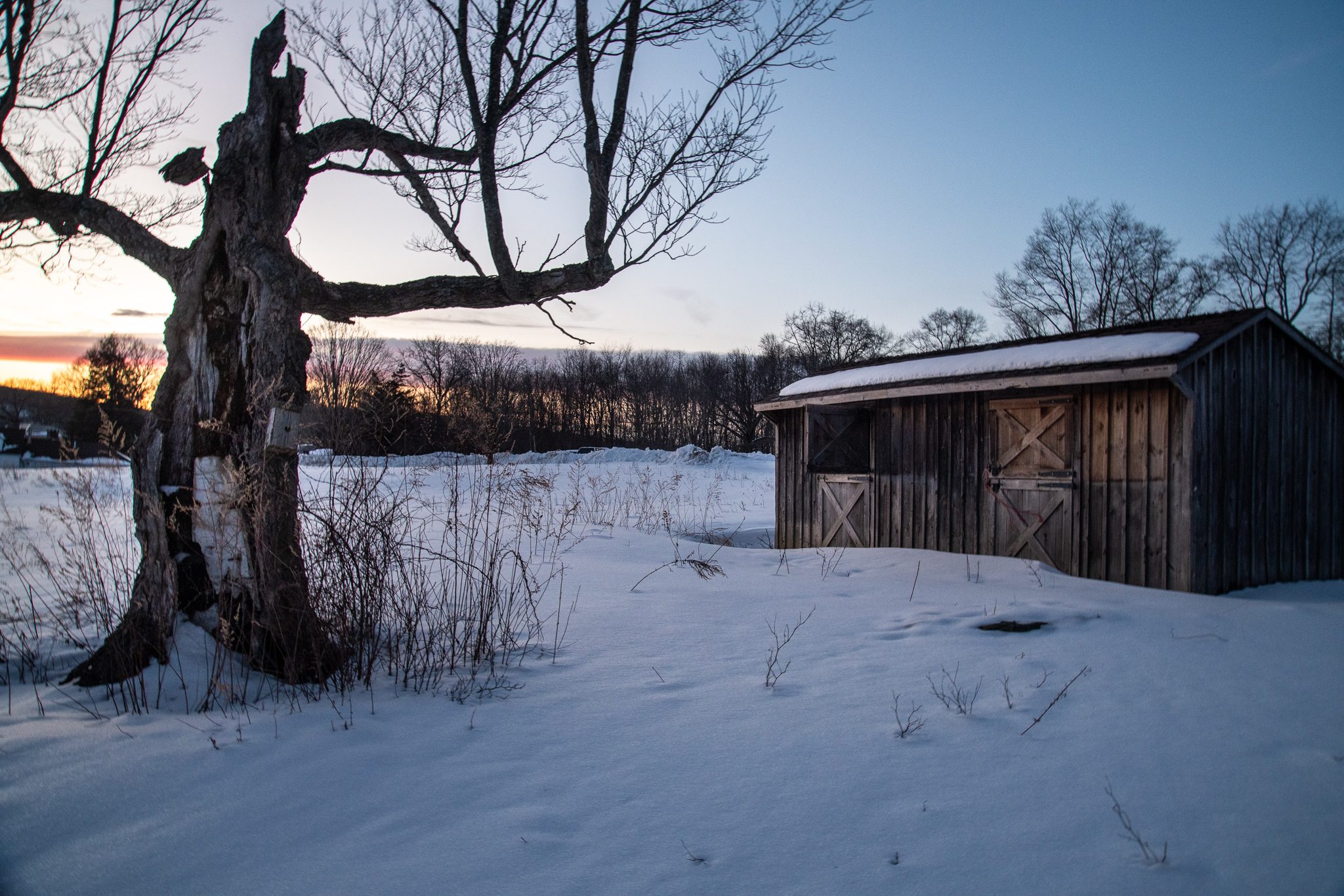 A gnarled old tree stands over the snowfield, the wooden shed behind it.