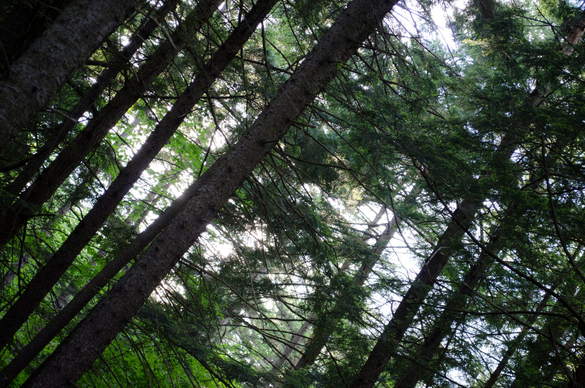 Looking up, the pines lean across the sky.