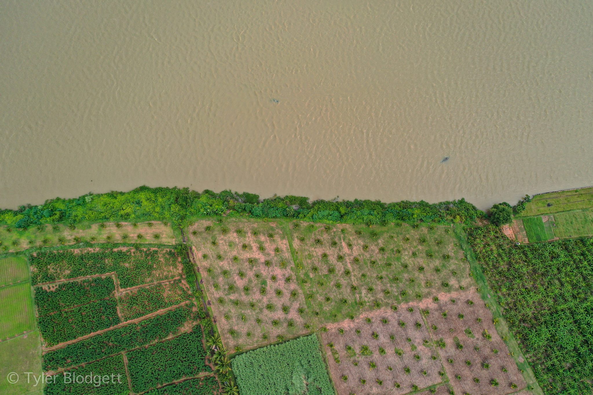 Rows of young trees meet the brown water at the river's edge.