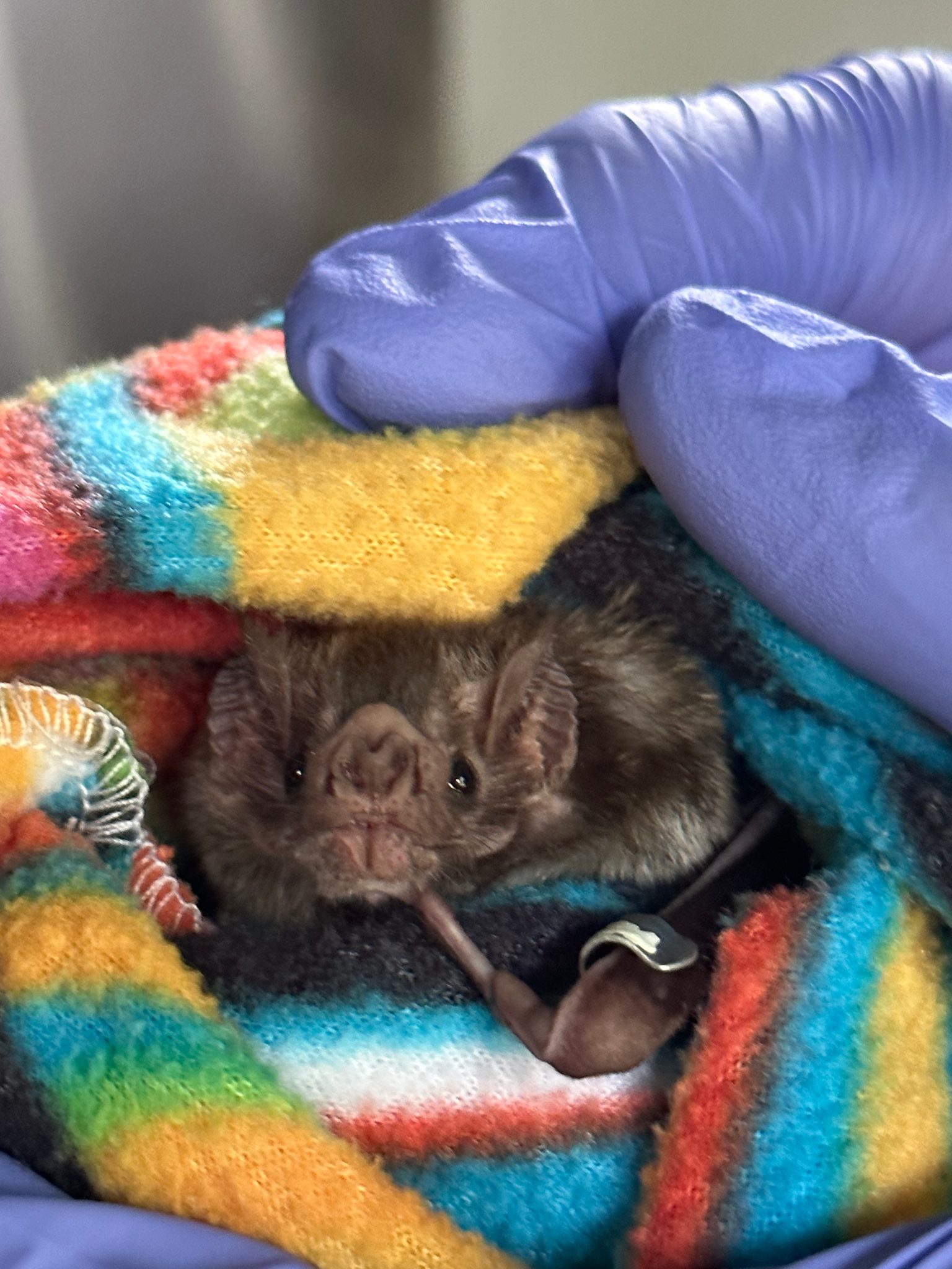 A small dark bat peers out of a striped cloth.