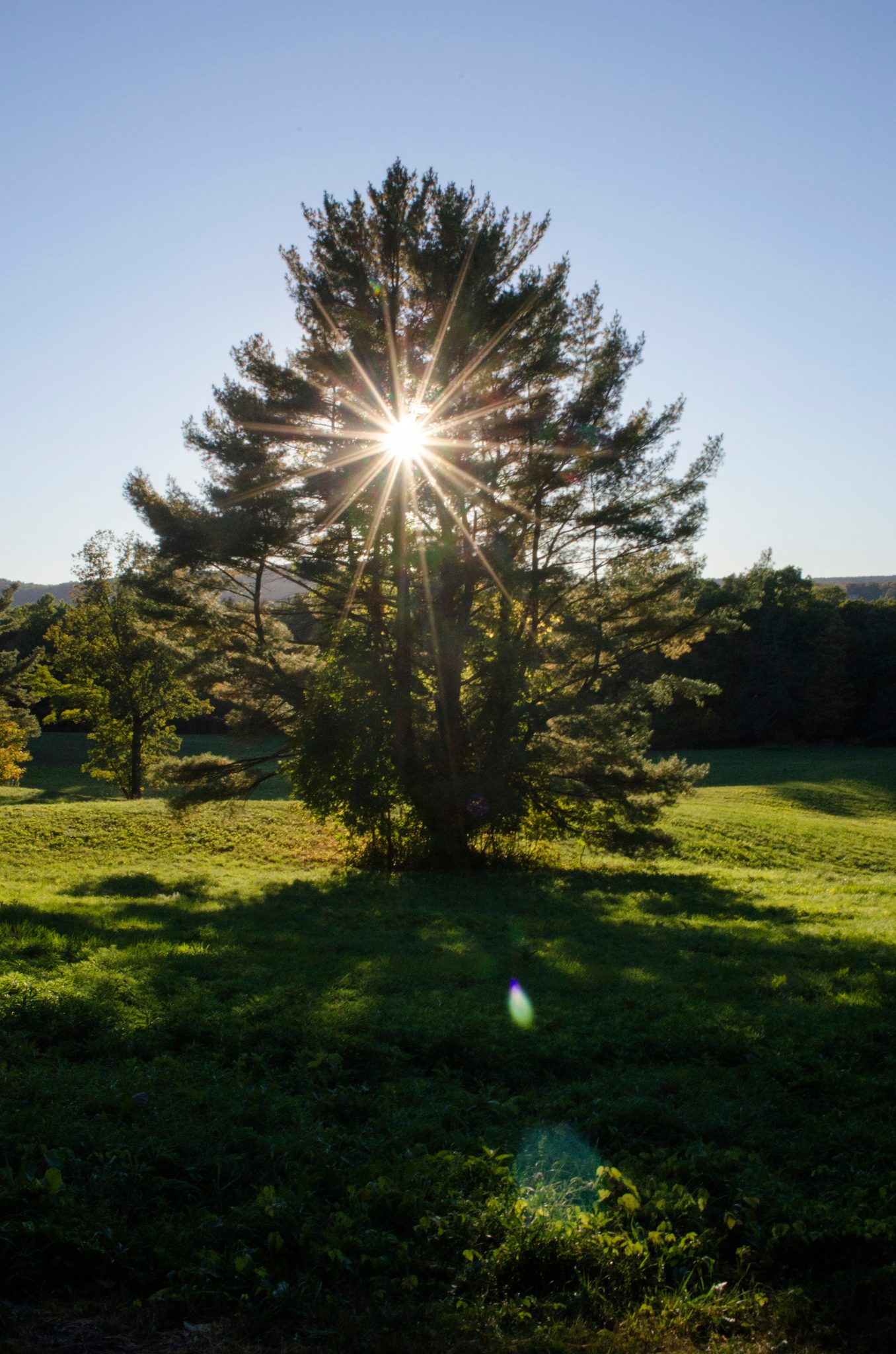A lone tree in the meadow, the sun bursting through its branches.