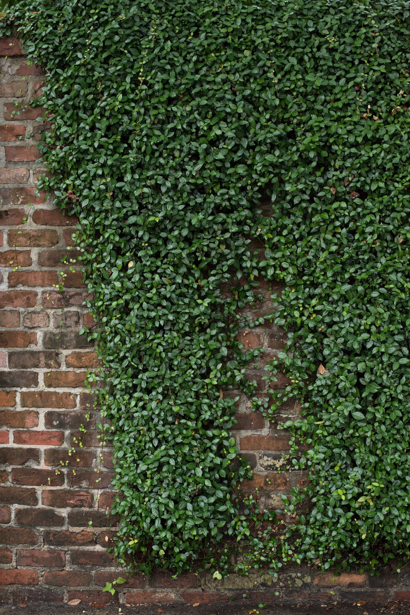 Ivy swallows a brick wall nearly whole.