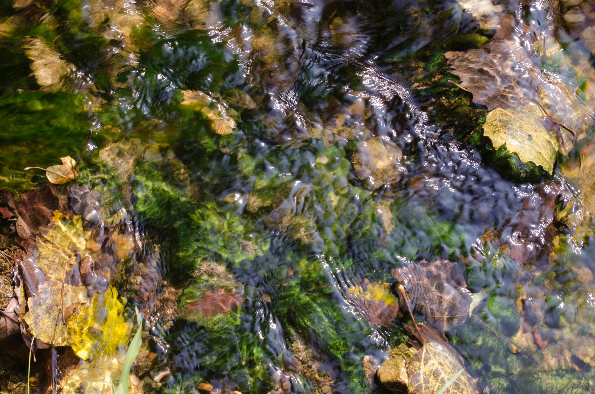 Autumn leaves and green moss shimmer under running water.