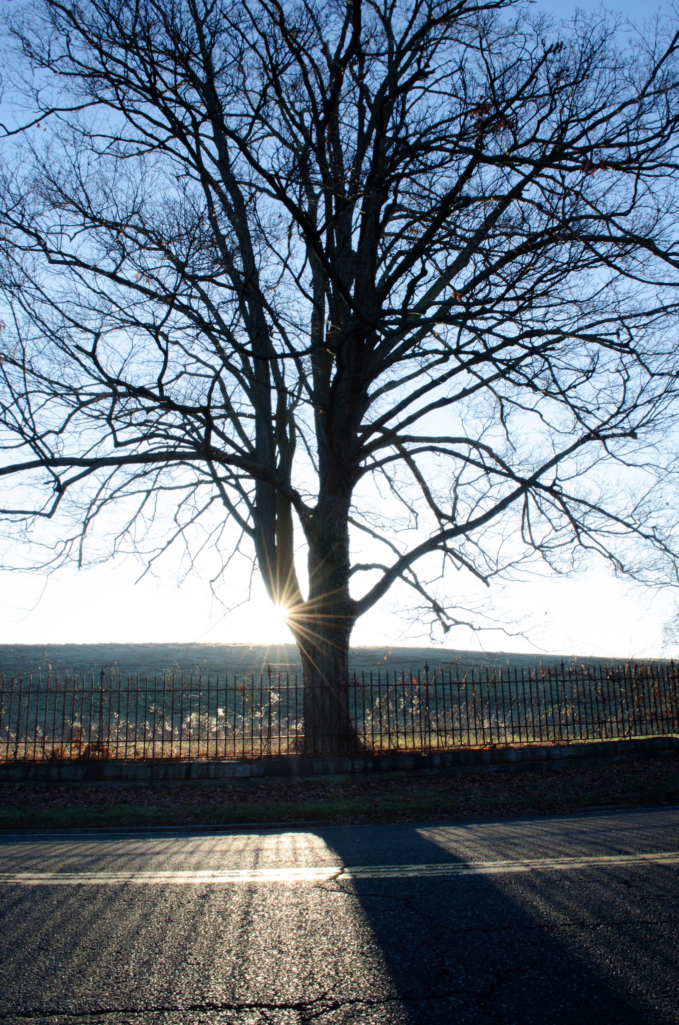 A bare tree catches the sunrise in Darien, light breaking through its branches.