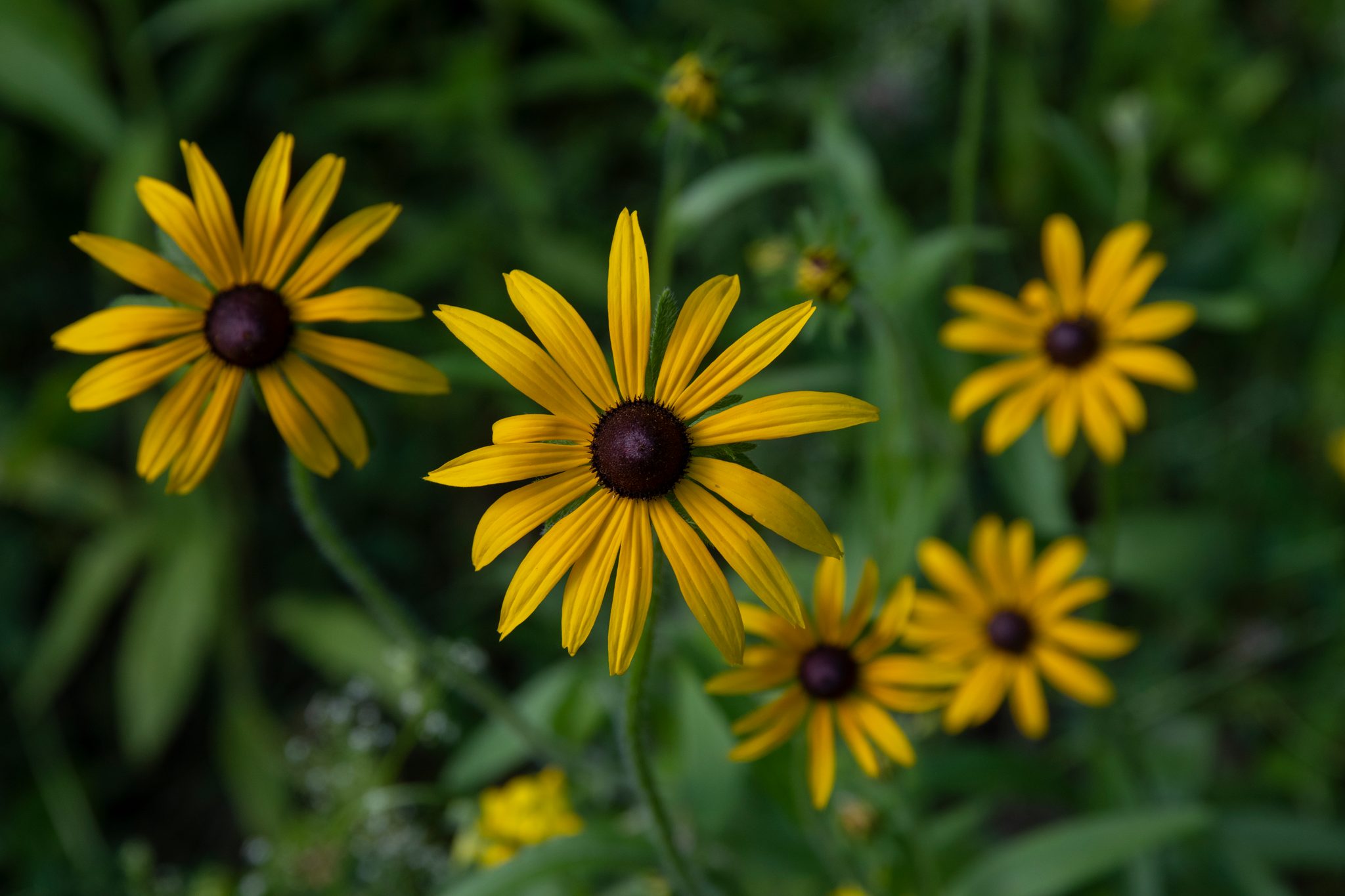 Black-eyed Susans turn their faces to the June sun.