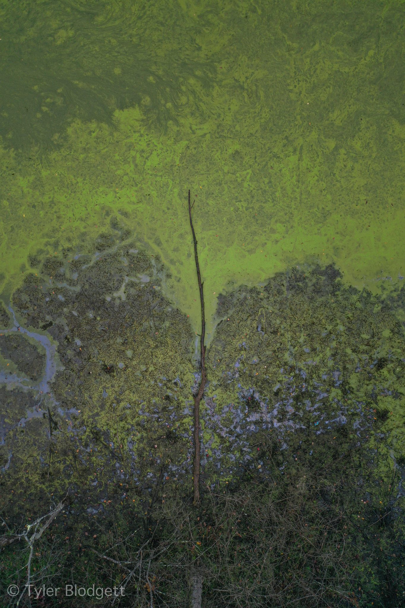 Seen from above, a single bare tree splits the green in two. In nature we sense our primordial selves.