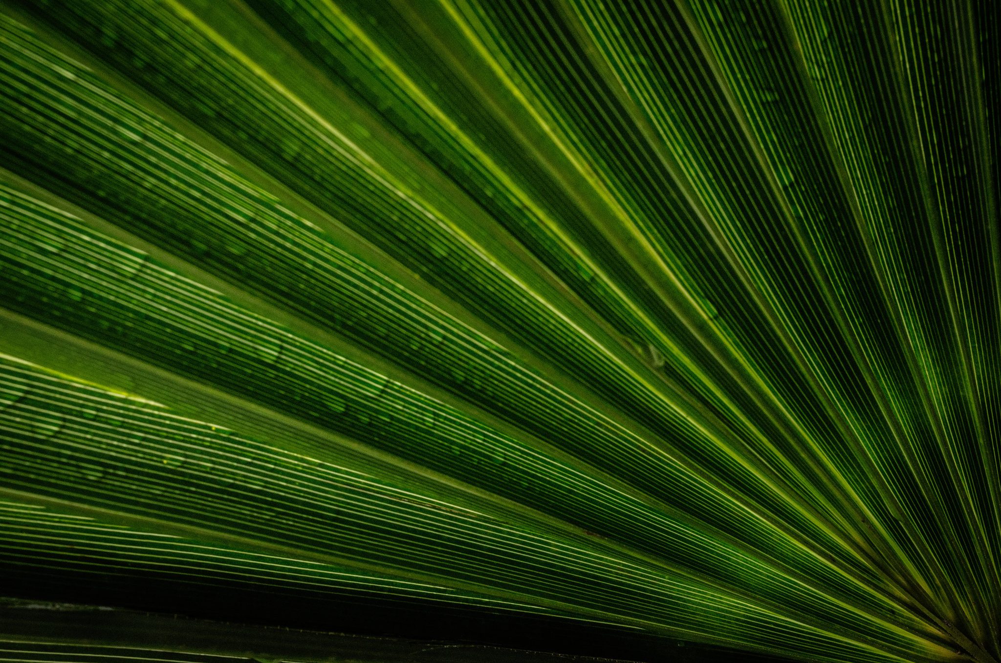 A palm frond fans out in every shade of green.
