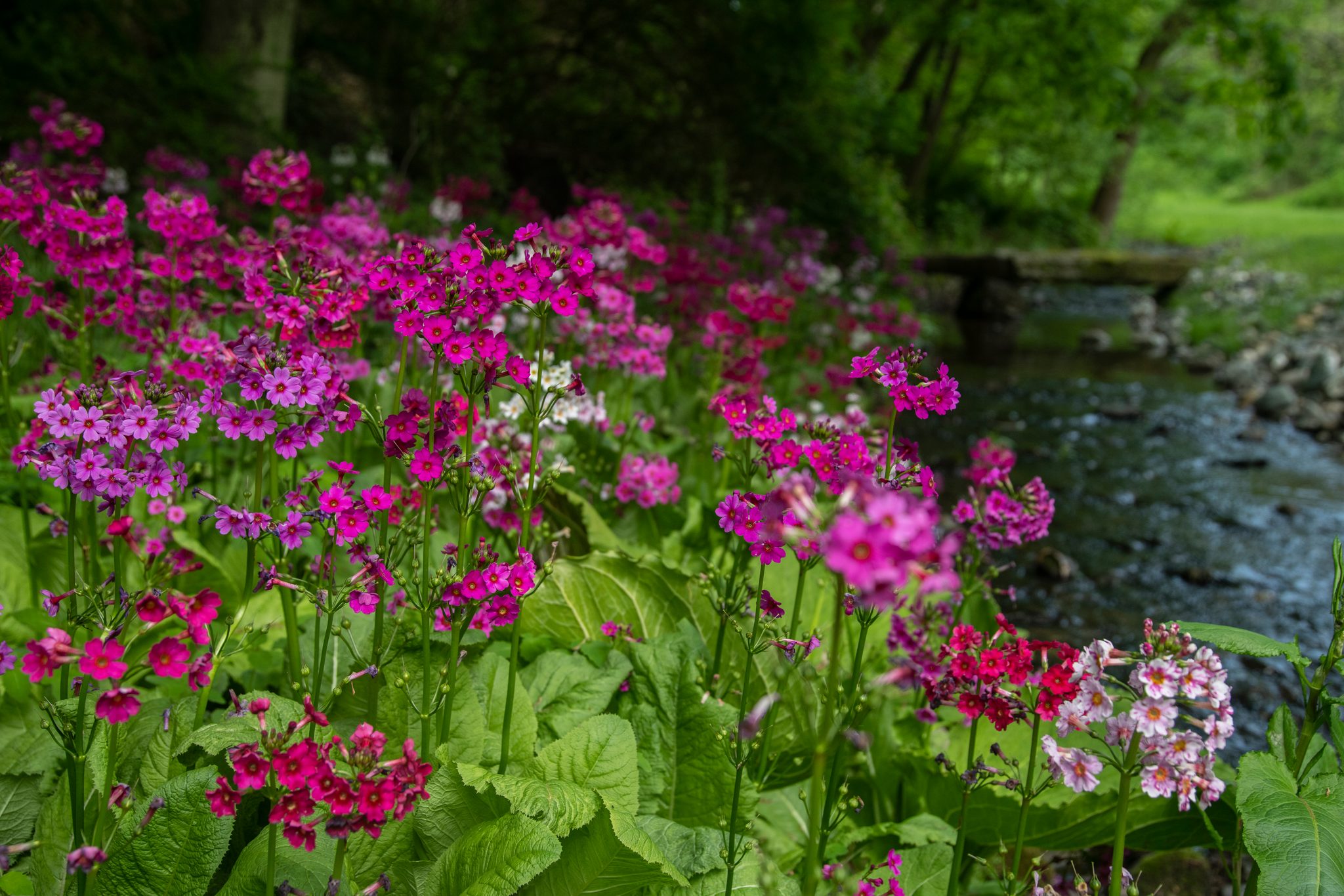 Primroses crowd the streambank in magenta and pink, the stone footbridge just upstream.