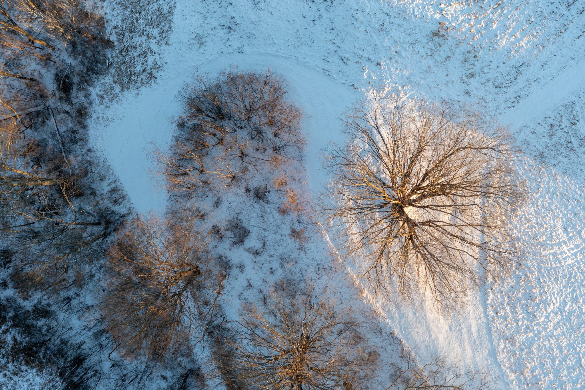 Straight down from above, bare trees throw their shadows across fresh snow.