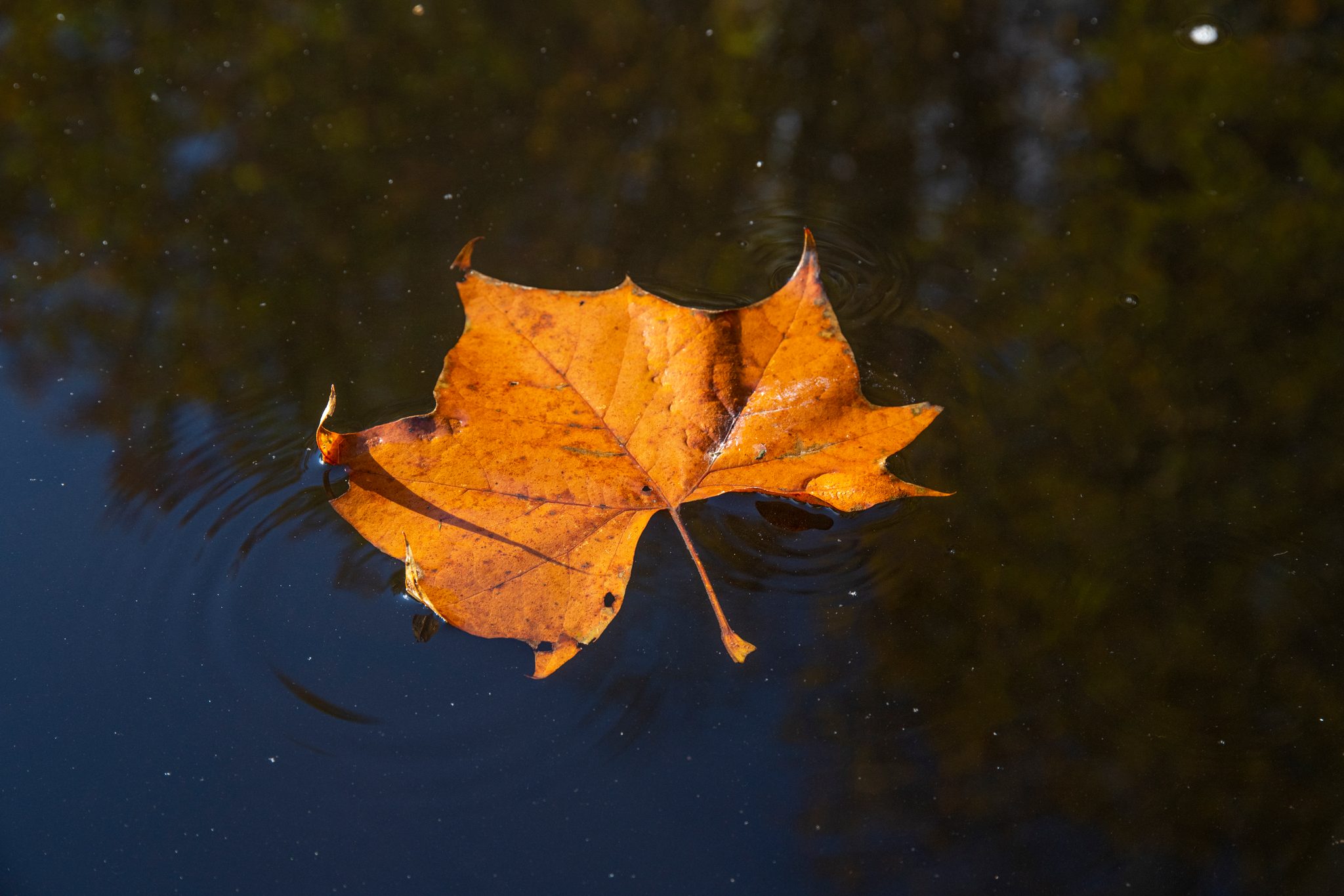 A fallen leaf rides the dark water of the pond.