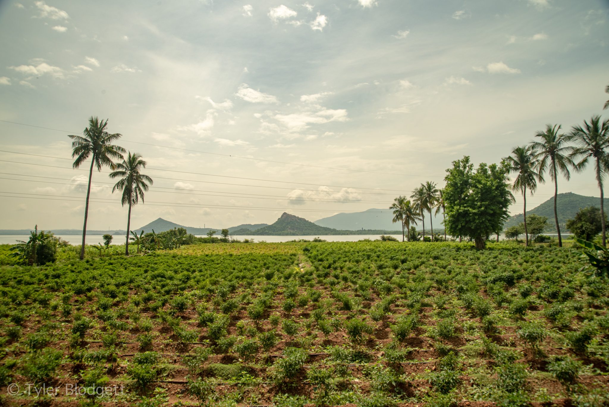 Palms stand over a freshly planted field, the lake and hills beyond.
