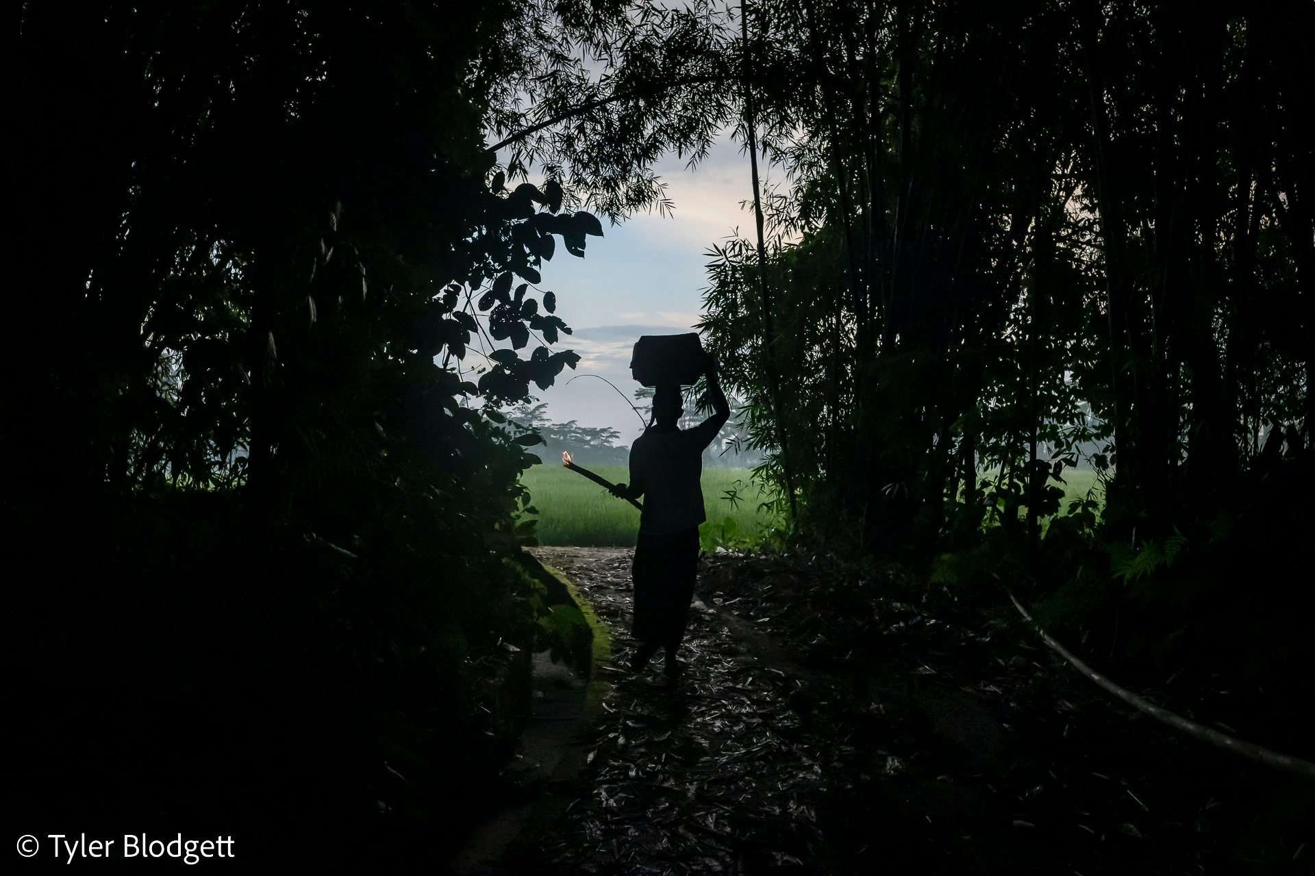 A figure balances a load on their head, stepping out of the bamboo shade toward the open fields.