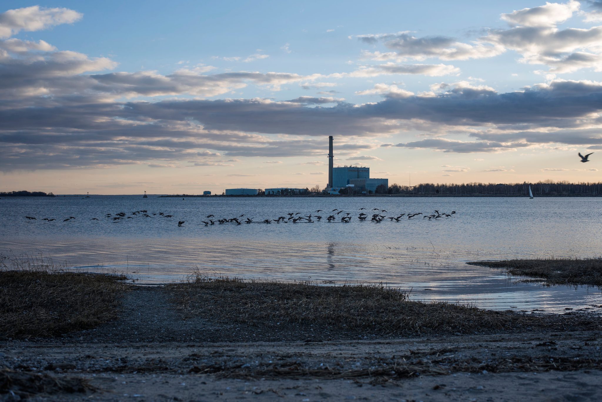 Geese settle on the evening water, a power plant's stack on the far shore.