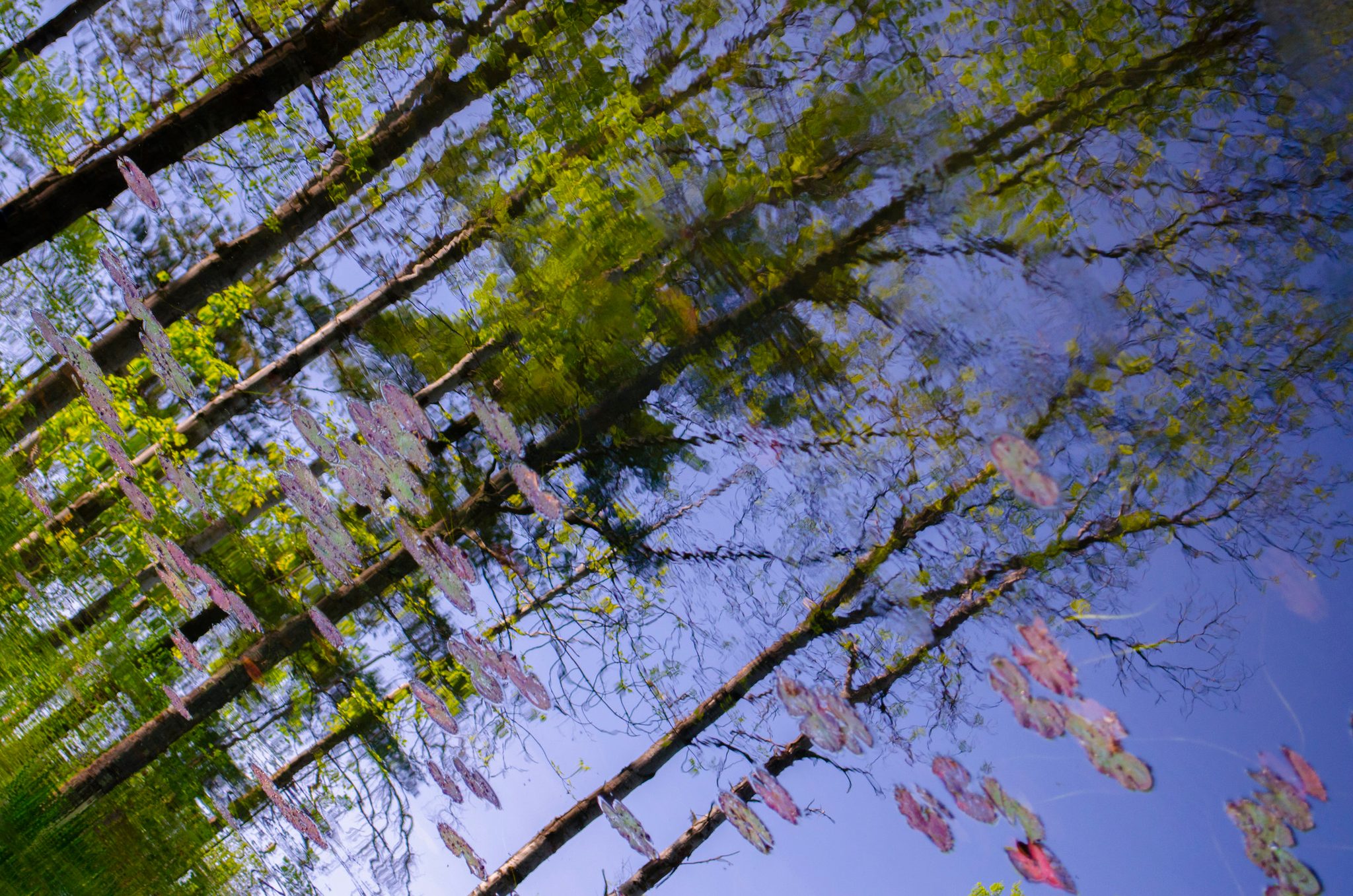 Trees and lily pads blur together in the reflection, like a painting.
