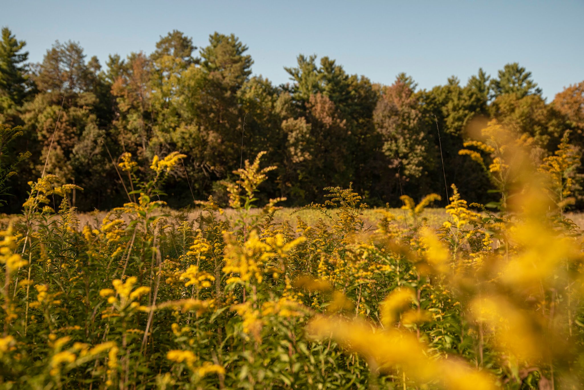 Goldenrod blazes in the foreground as the forest beyond begins to turn.
