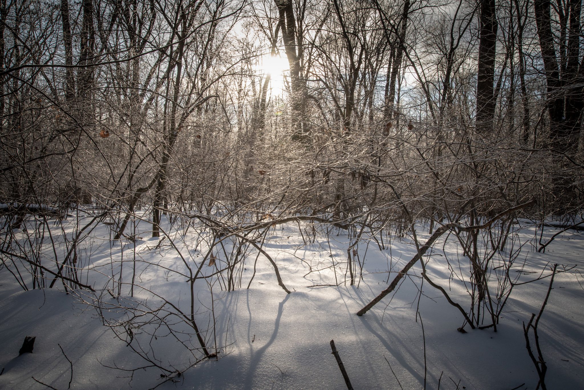 Ice-glazed branches glitter over a snowy clearing.