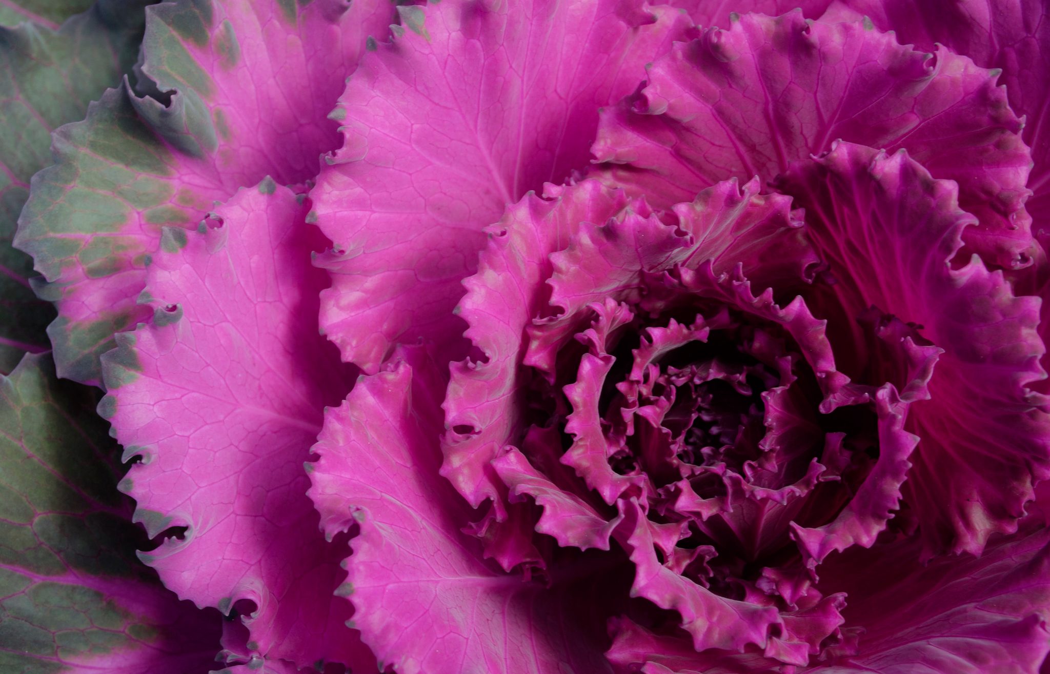 An ornamental cabbage opens in ruffles of magenta.