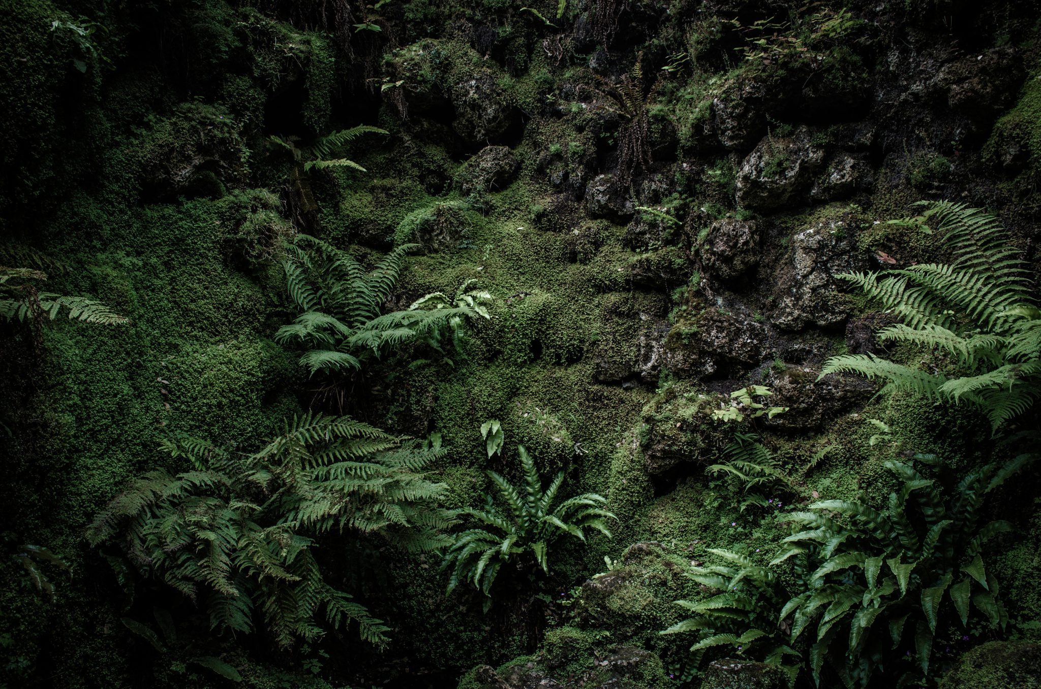 Ferns and moss swallow the rocks of a shadowed grotto.