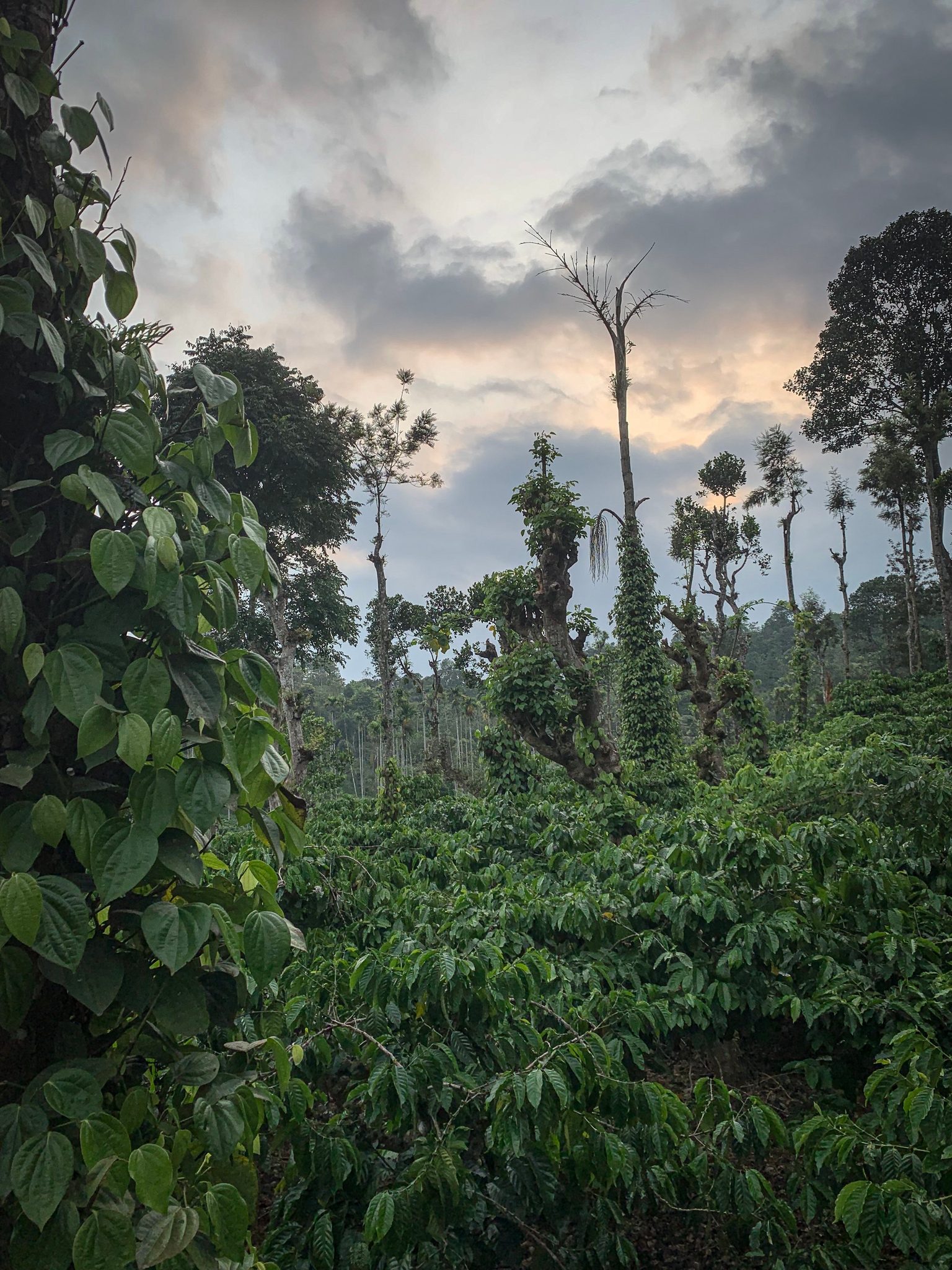 Coffee plants fill the understory beneath tall shade trees.