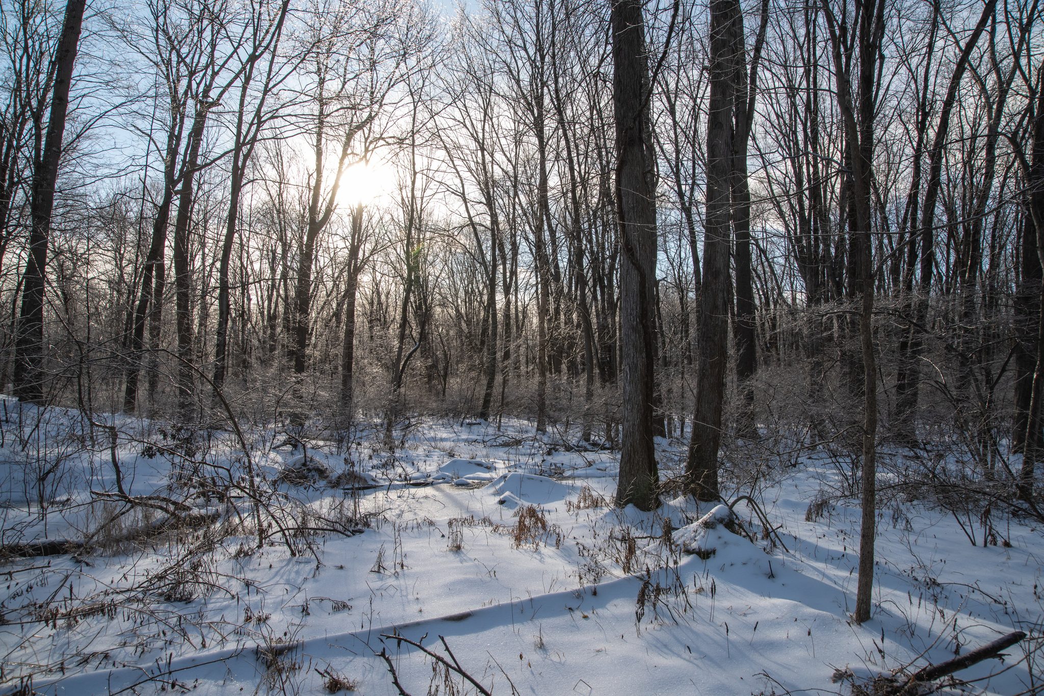 Winter sun cuts through the bare woods and across the snow.