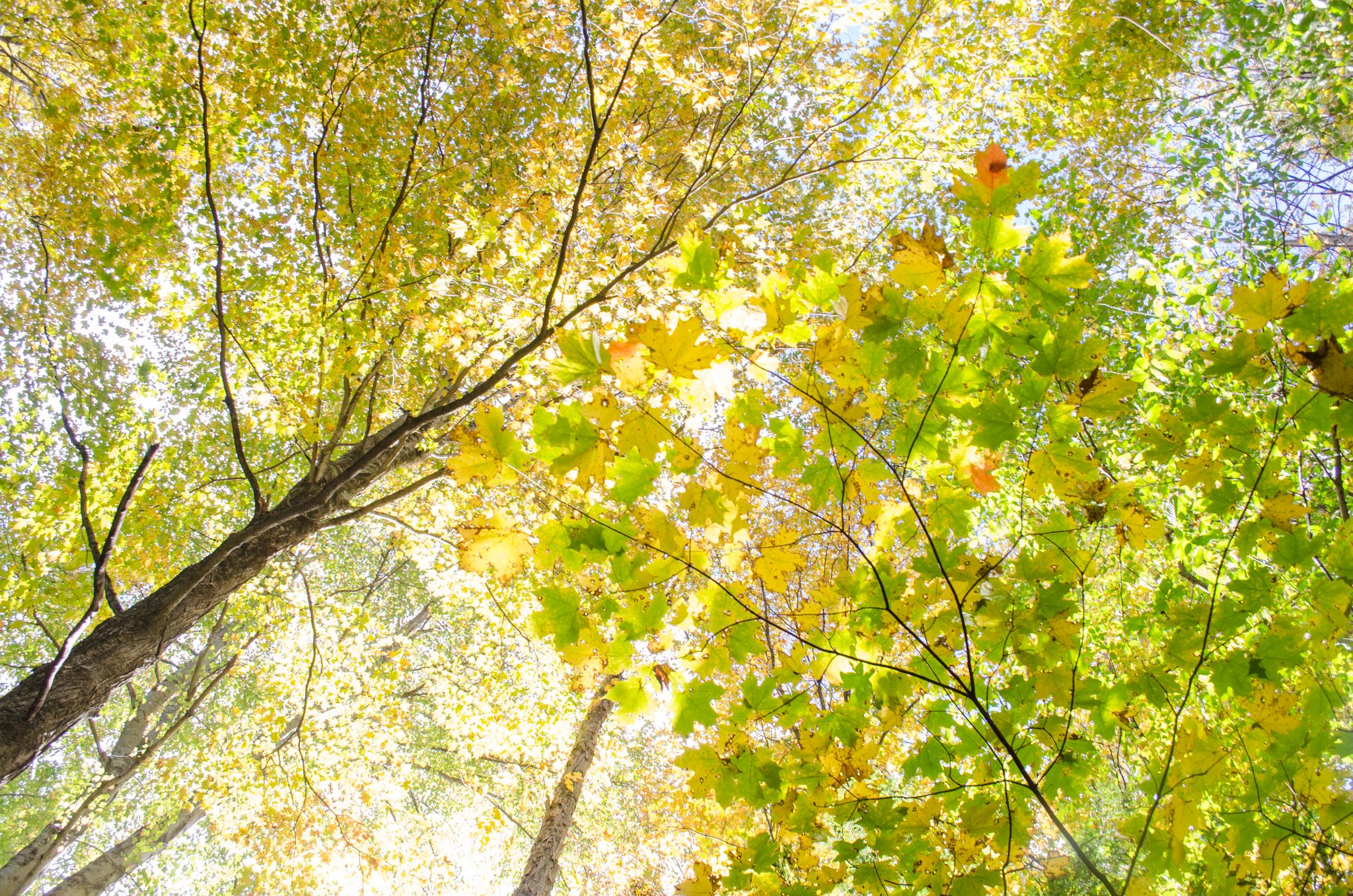 Looking up through a canopy of yellow and green.