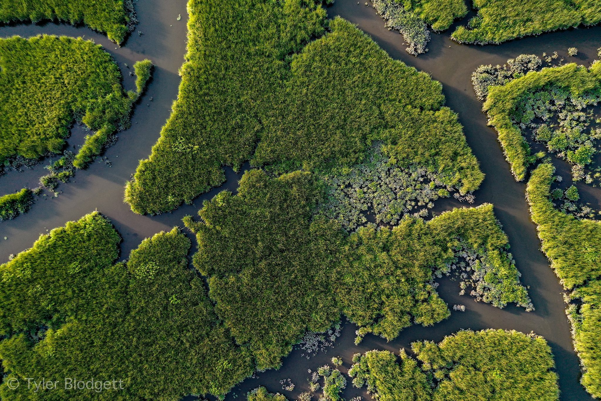 Channels branch like veins through the green of the tidal marsh.