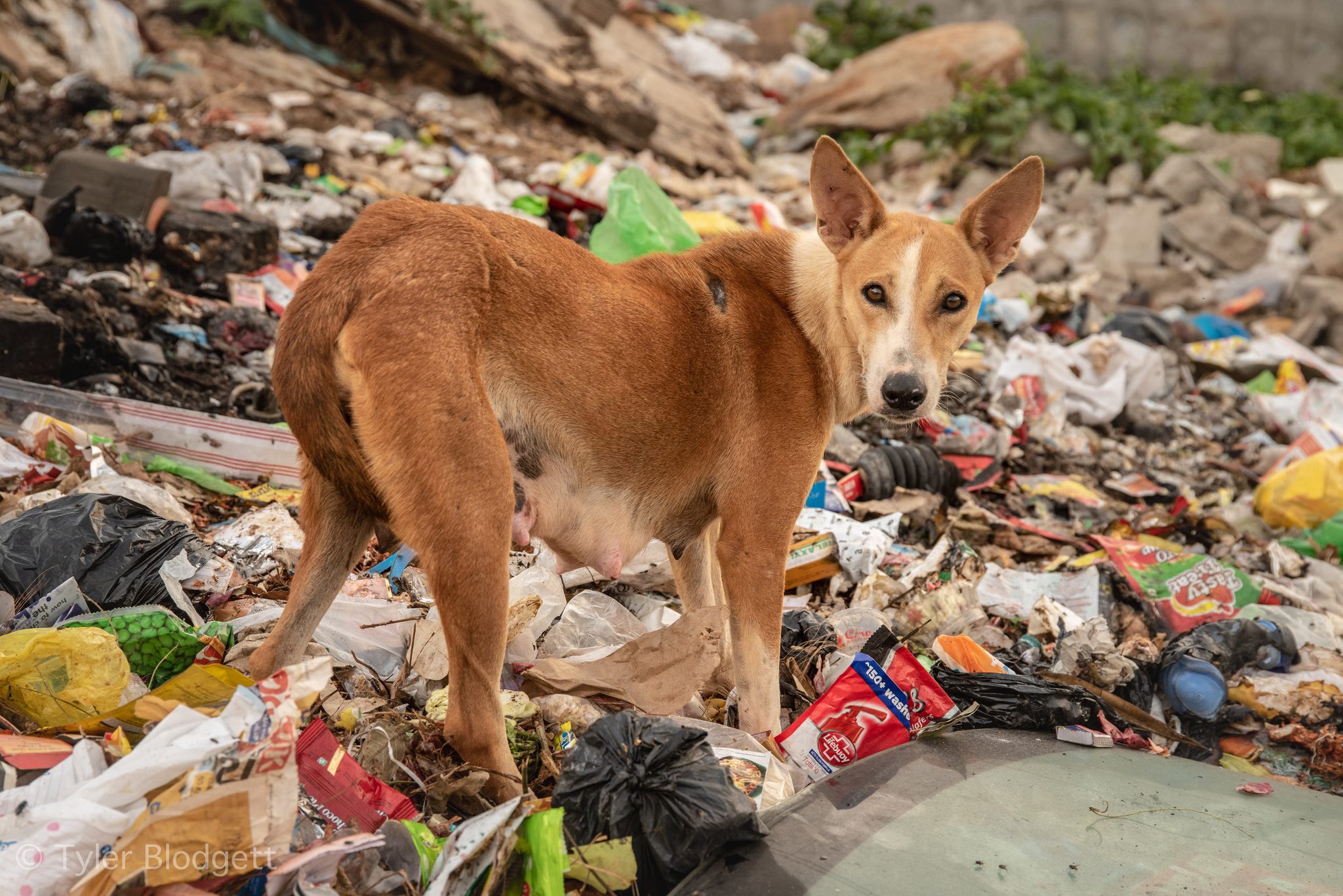 A street dog picks her way across a hillside of plastic and looks back, as if to ask what we expected.