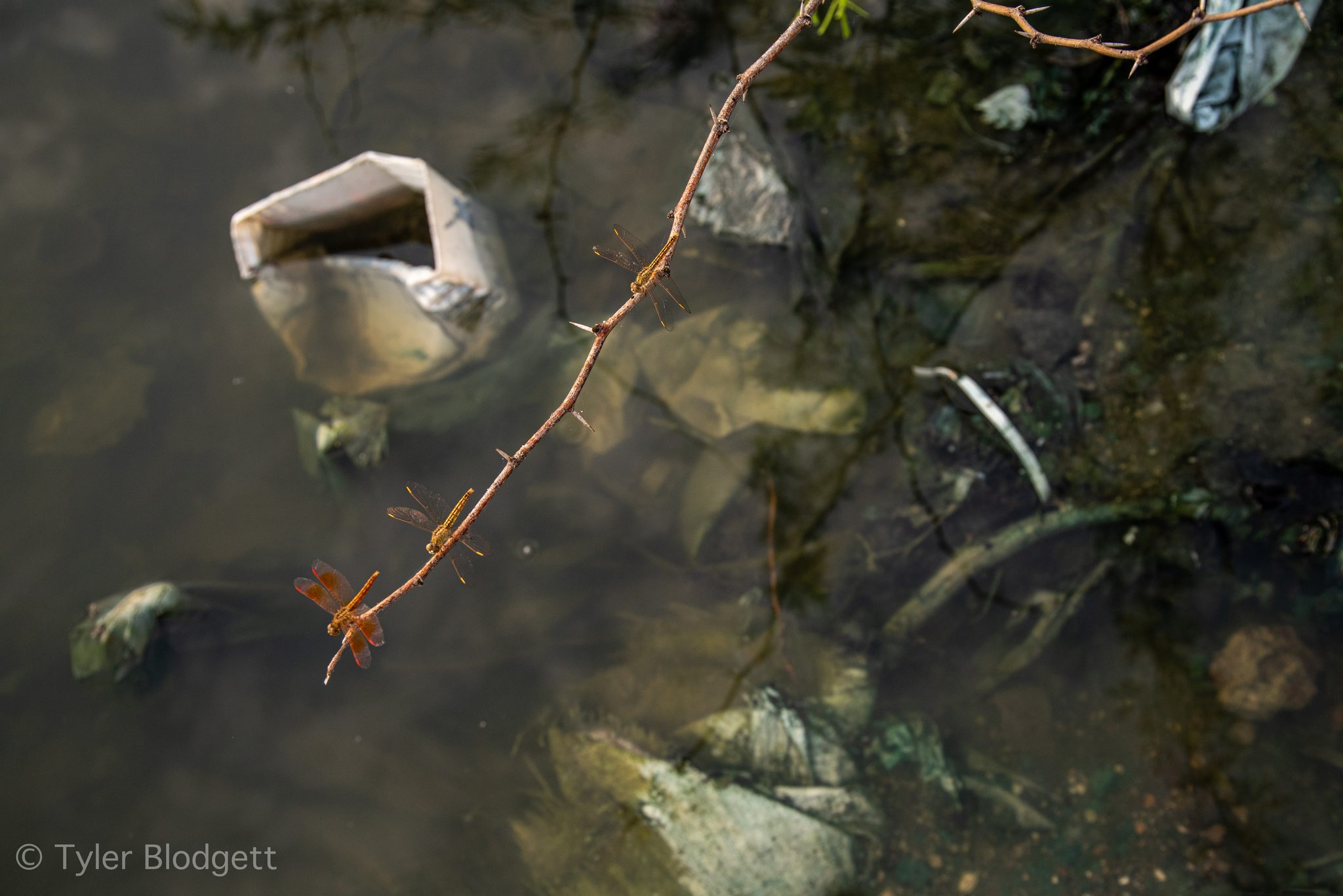 A dragonfly rests on a branch as a plastic bottle drifts past.