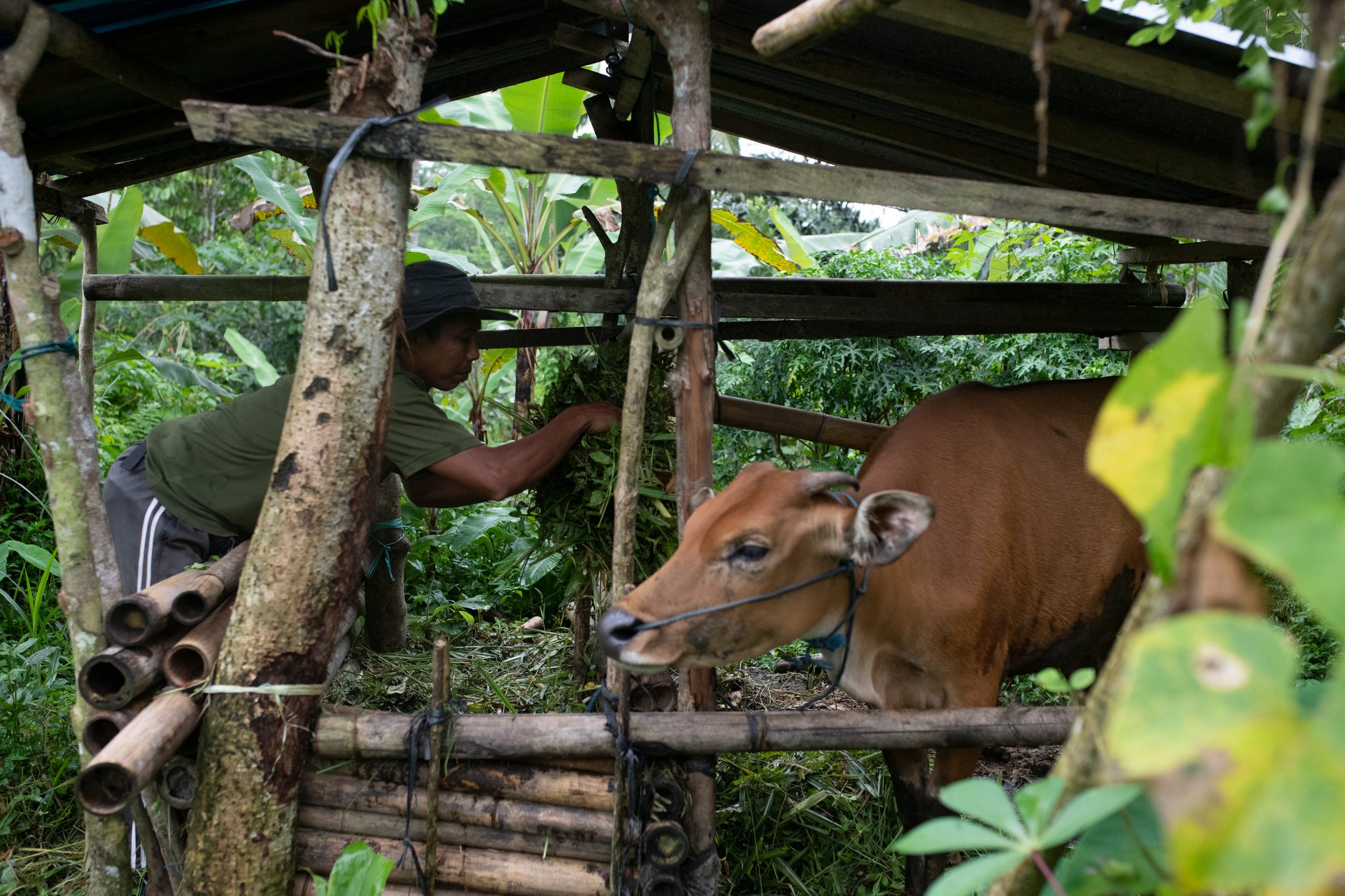 A young cow leans out of its bamboo pen for the fresh grass.