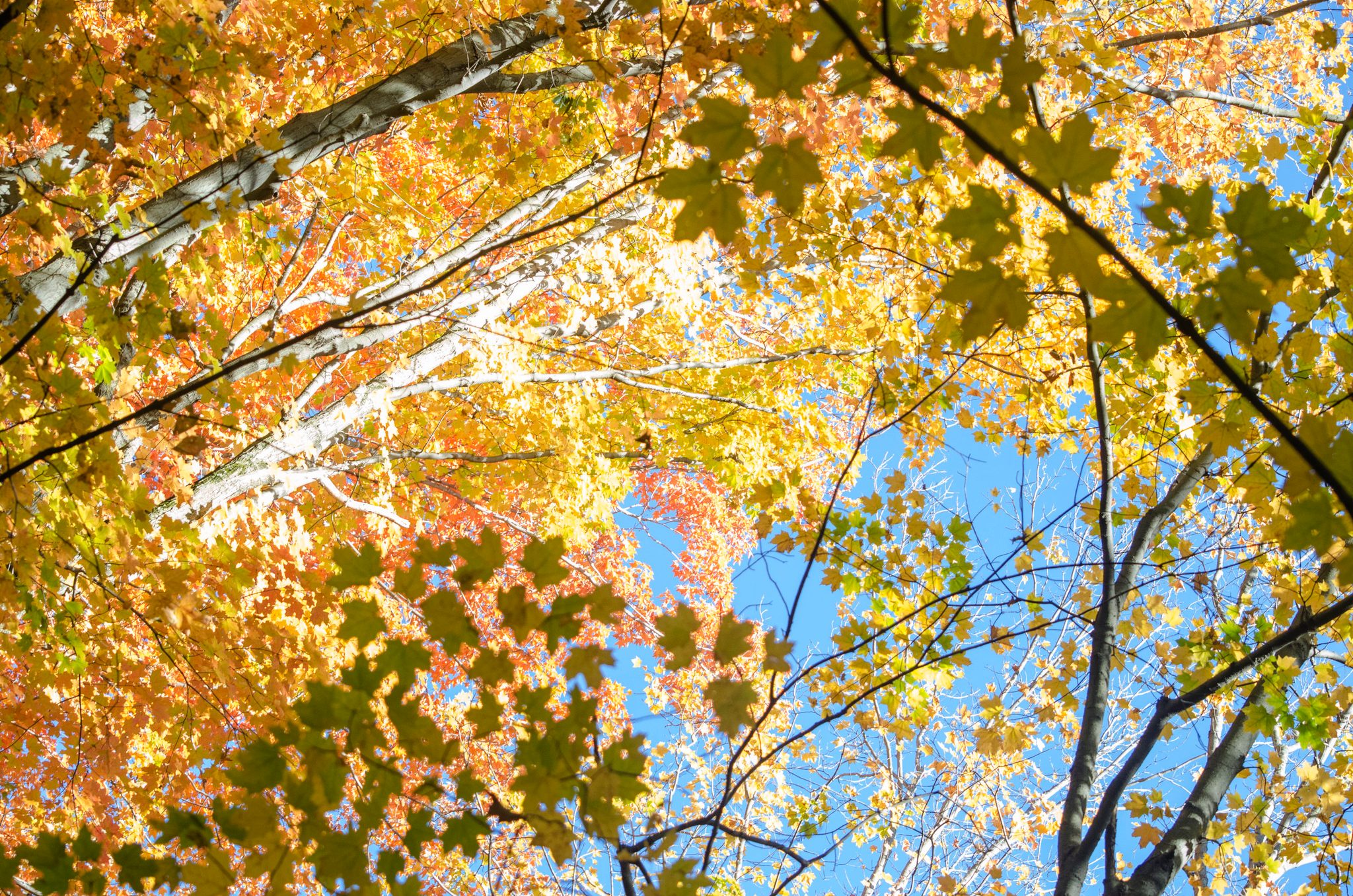 Maple leaves blaze against a clear blue sky.