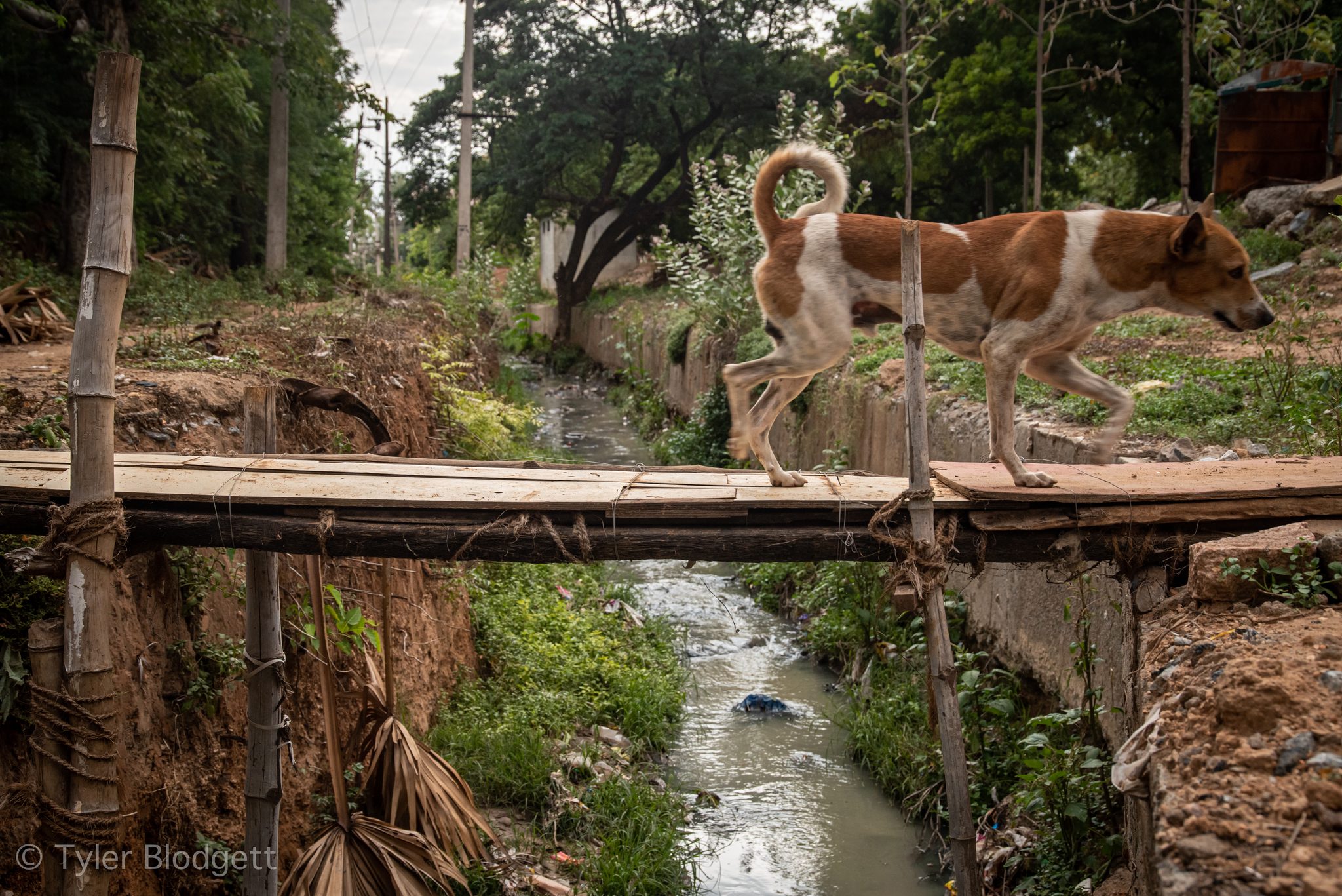 A dog trots across a bamboo footbridge over the stream.