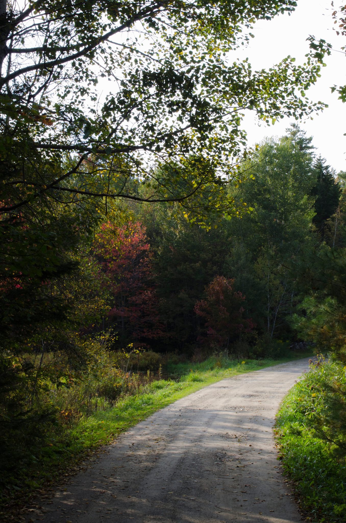 A dirt road curves into the woods under the first hints of autumn.