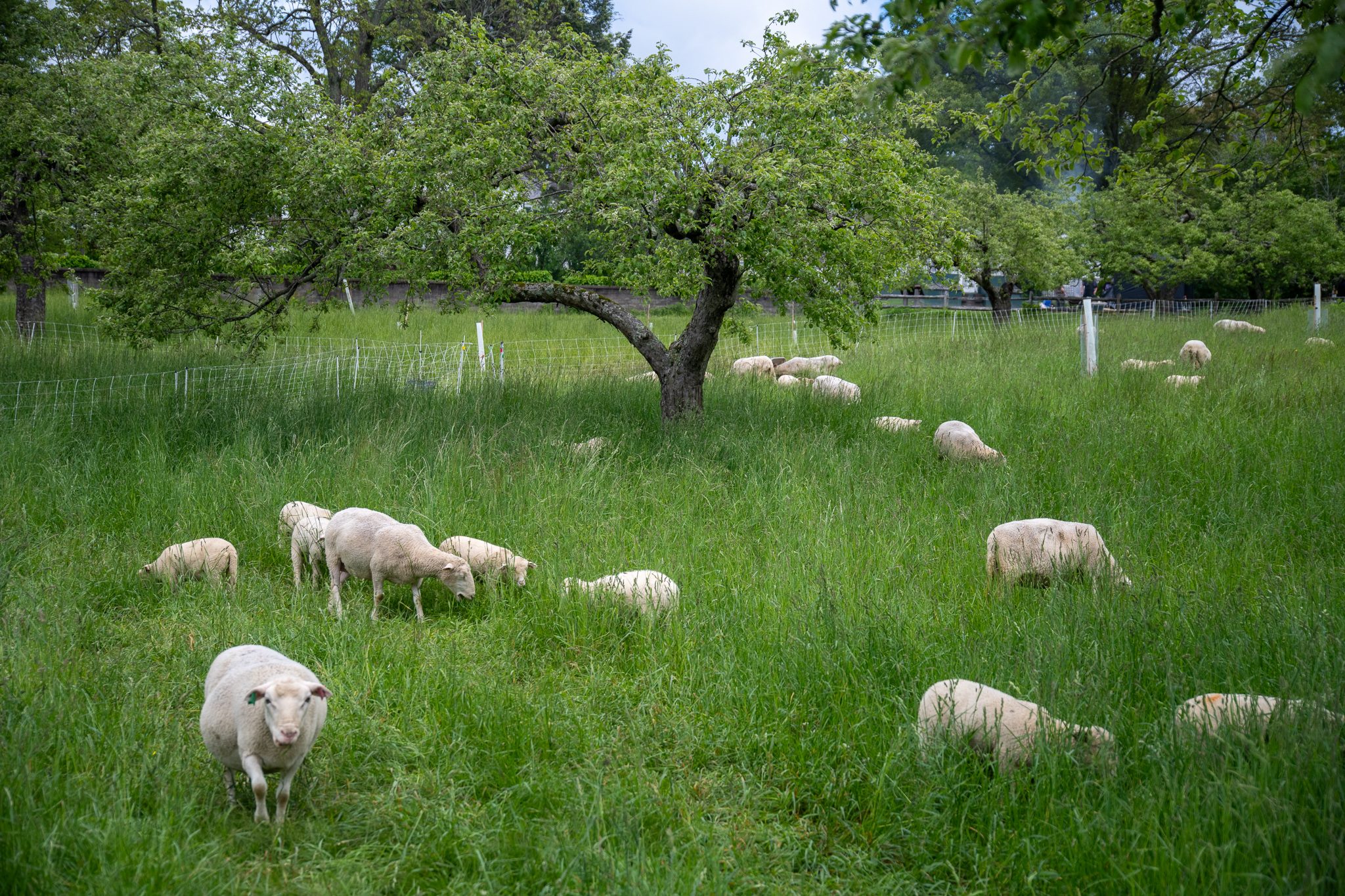 Sheep graze beneath an old apple tree in the orchard.