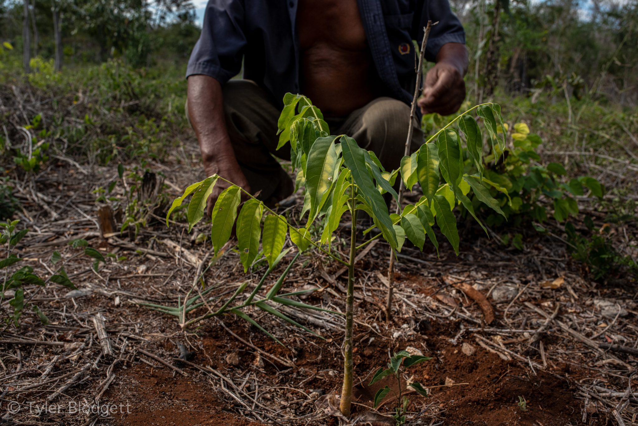 He crouches to check a sapling he planted.