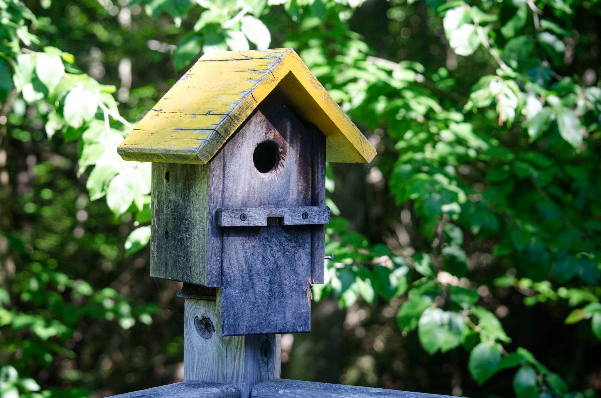 A birdhouse with a mossy yellow roof stands in the green.