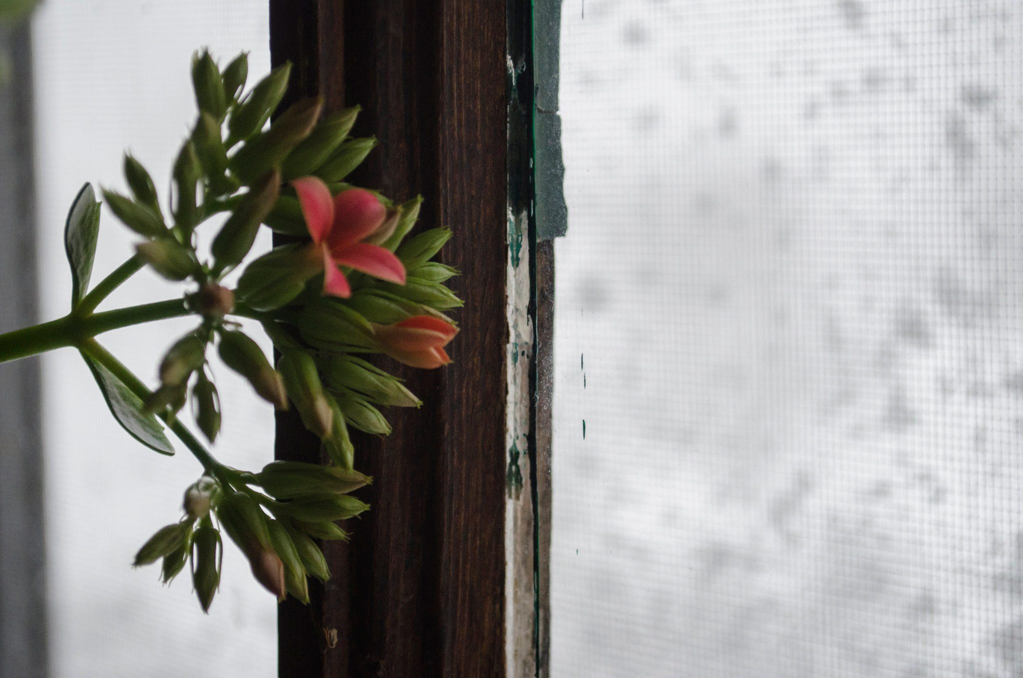 A houseplant leans toward the window as snow falls behind the screen.
