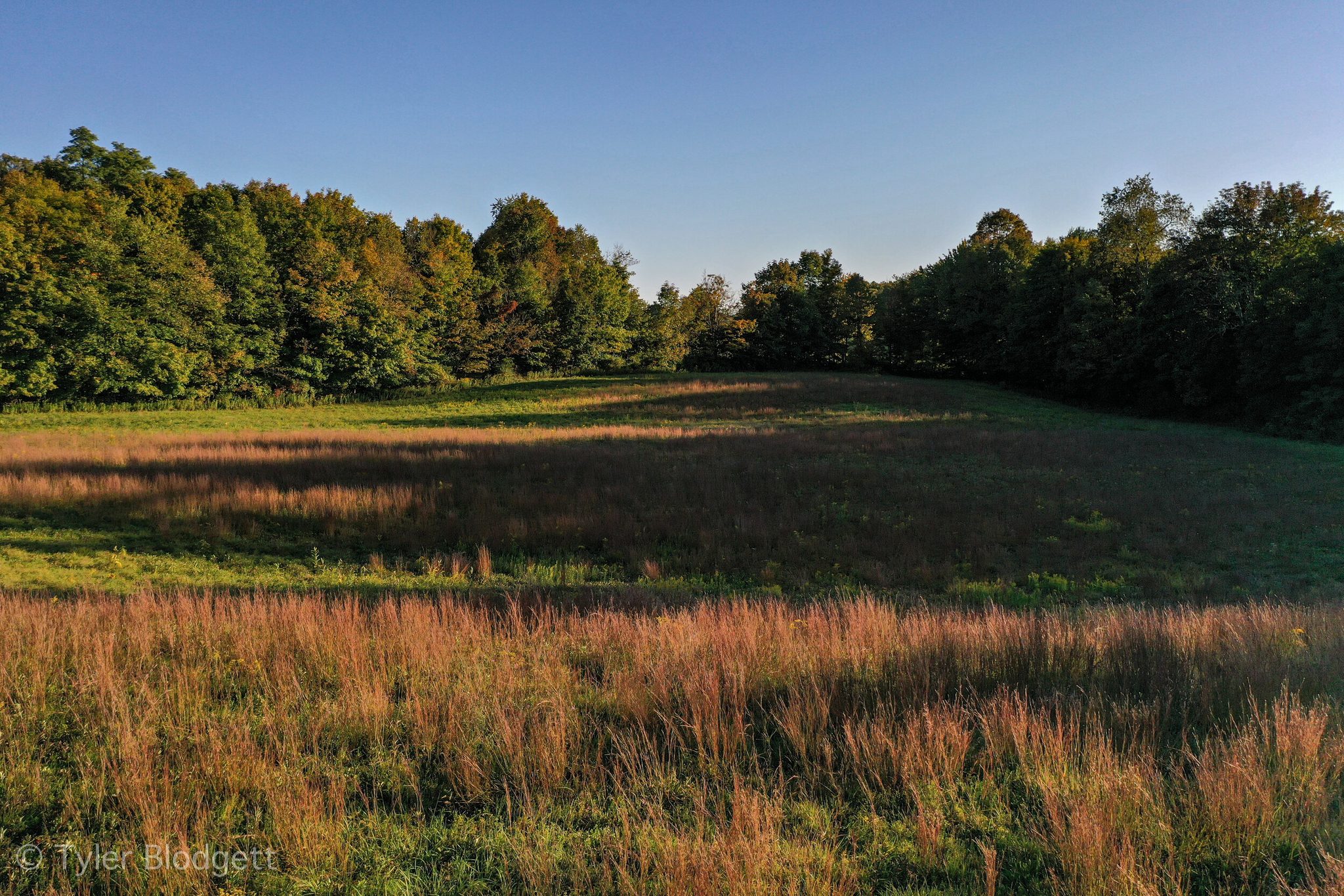 Late light lies across the meadow, the grasses turning copper at the tree line.