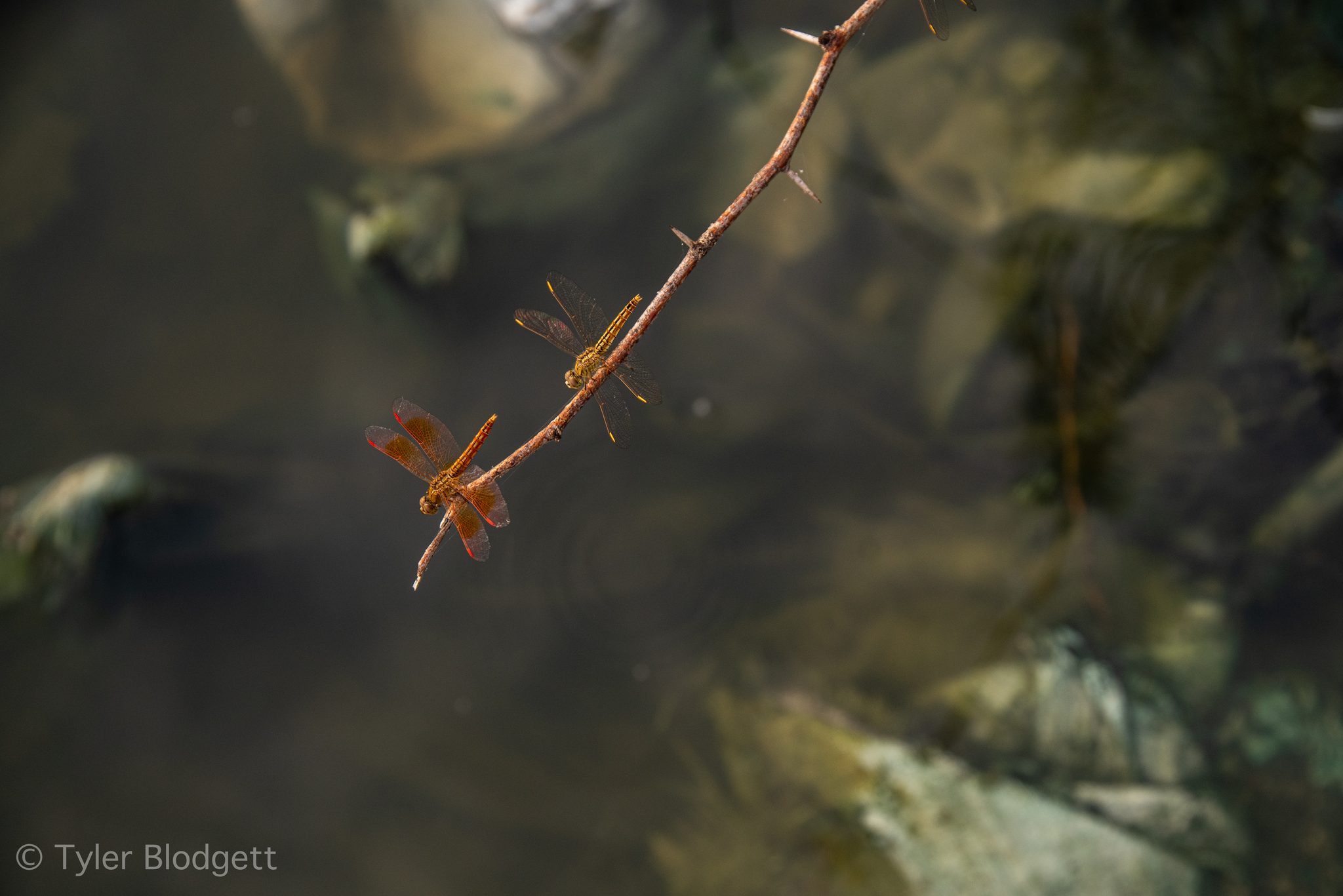 Two dragonflies cling to a twig above the dark water.