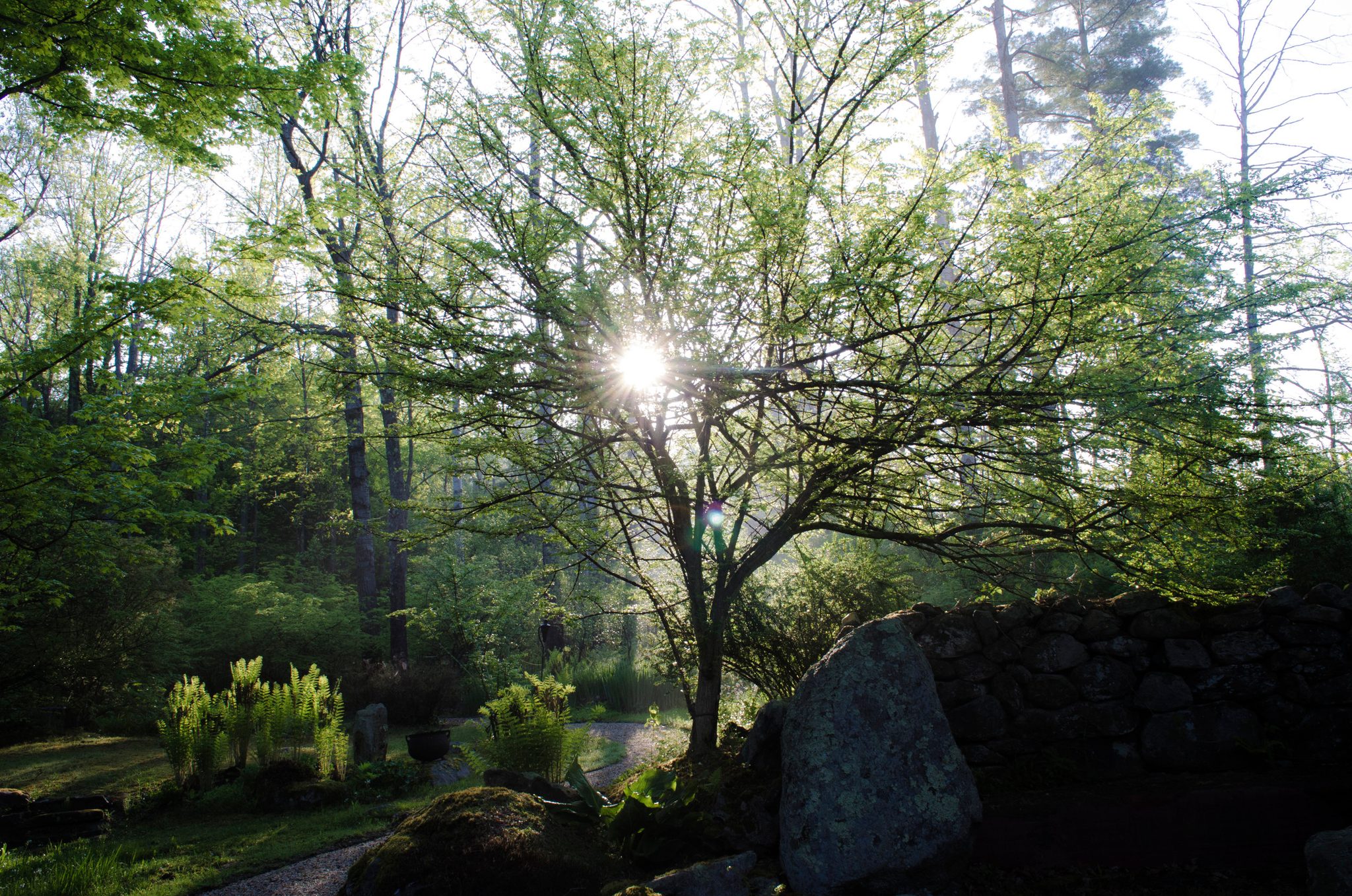 Morning sun breaks through the branches of a spring garden.