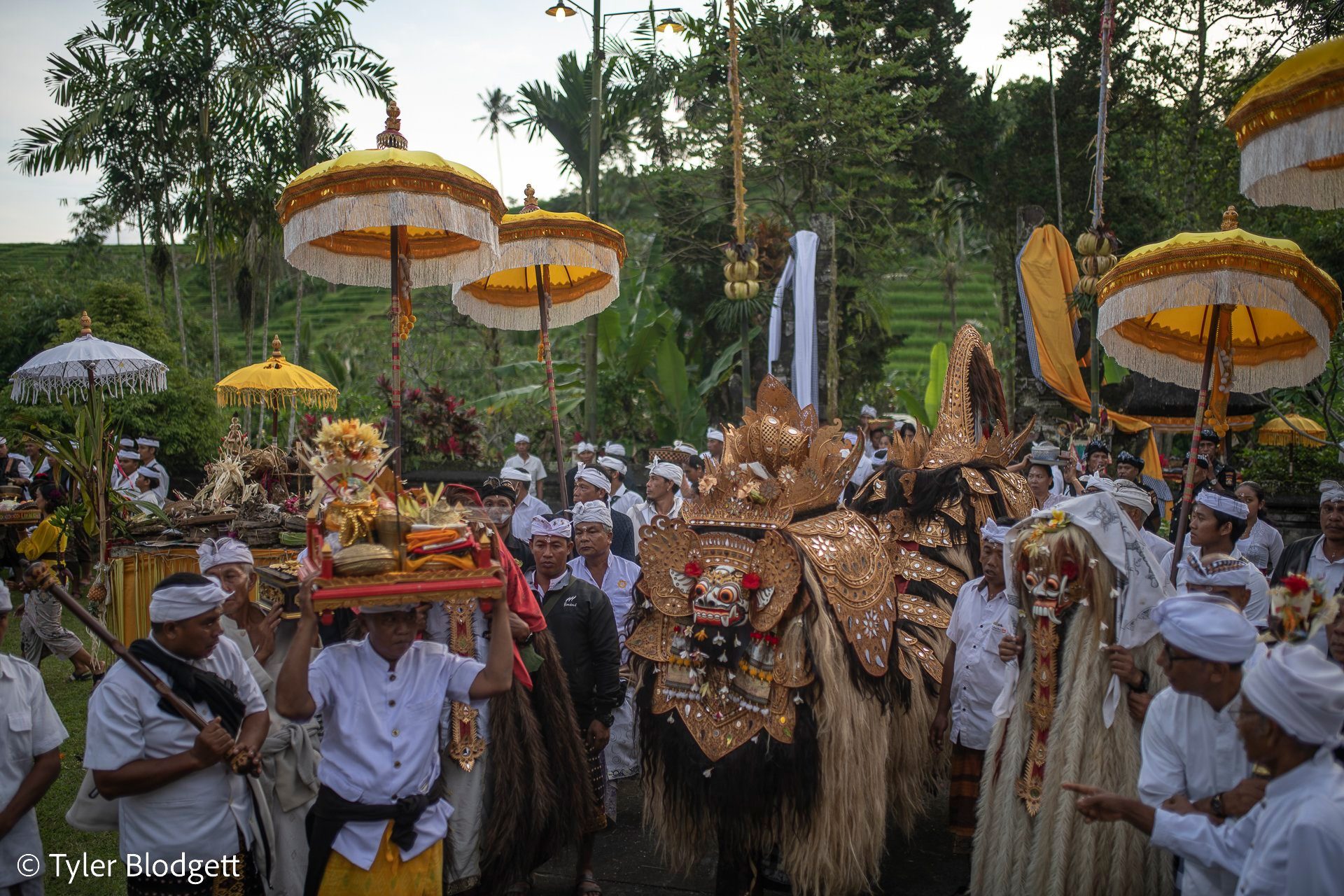 Two gilded masks with shaggy manes move through the crowd beneath the yellow parasols.