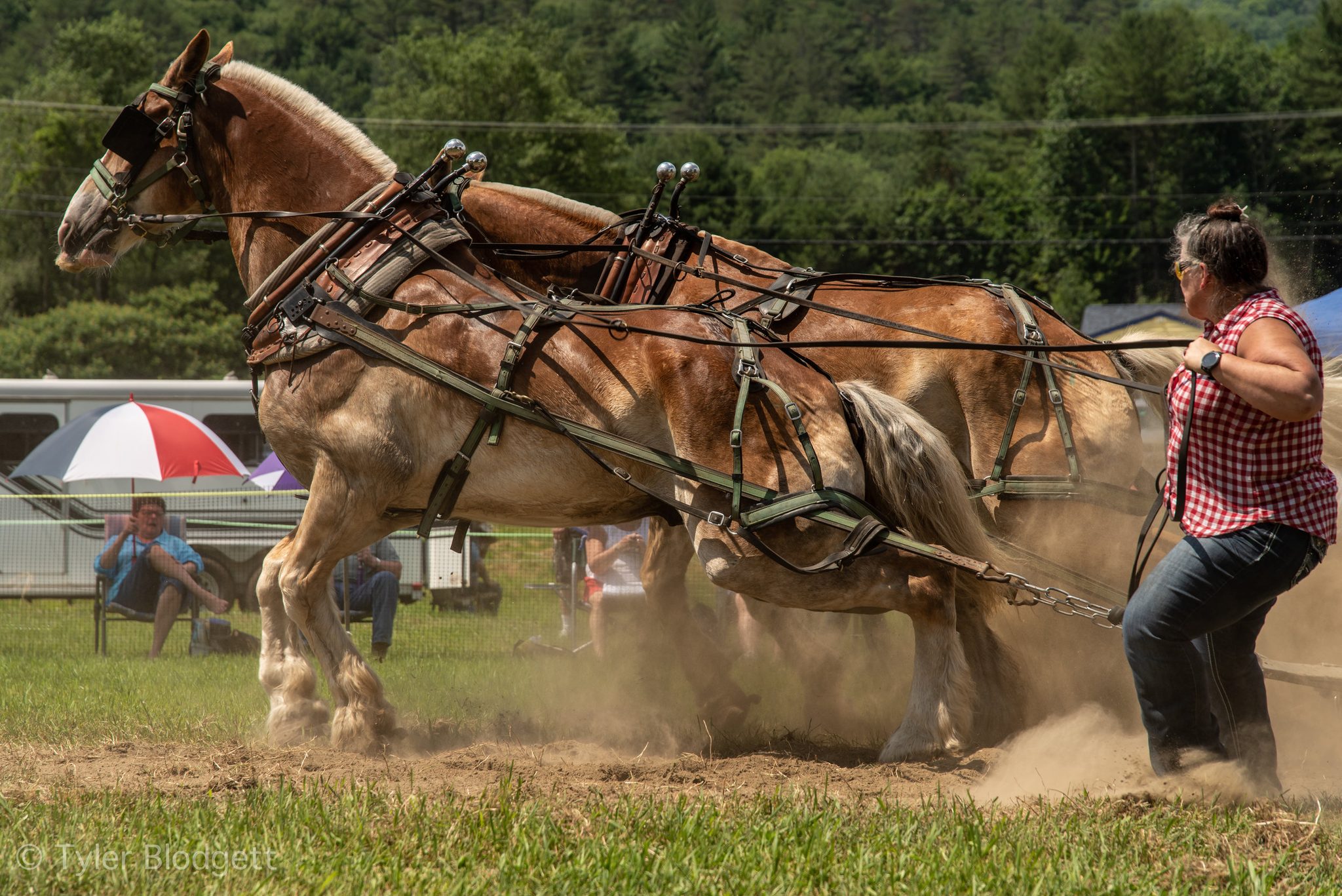 A pair of draft horses dig in and throw up the dust while their driver leans back on the lines.