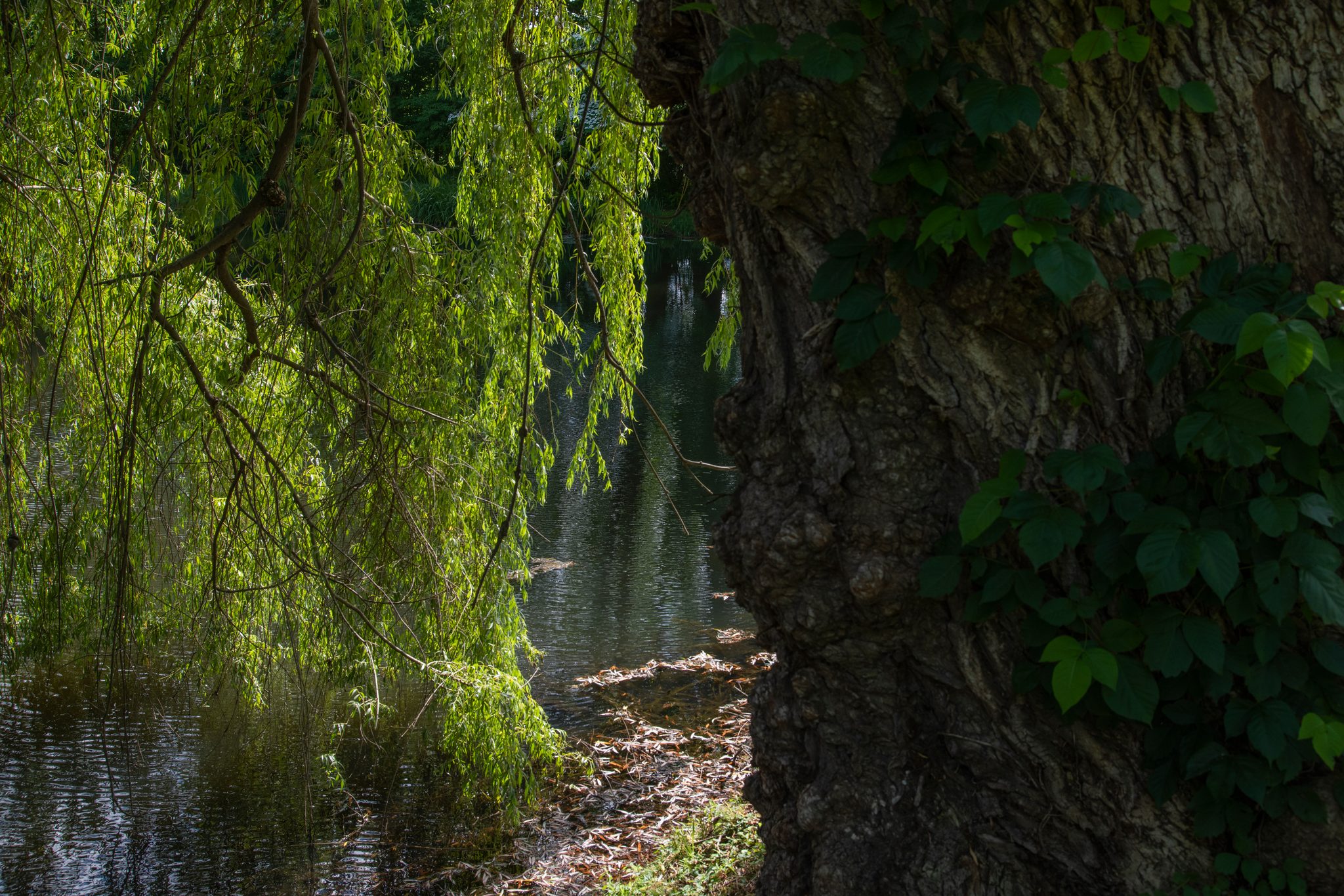 Under the willow, the pond goes quiet and green.